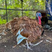 Review photo of Black Barn Farm by Christina L., September 15, 2025
