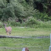Review photo of Black Bear RV Park by Wyndie G., June 5, 2025