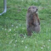Review photo of Black Bear RV Park by Wyndie G., June 5, 2025
