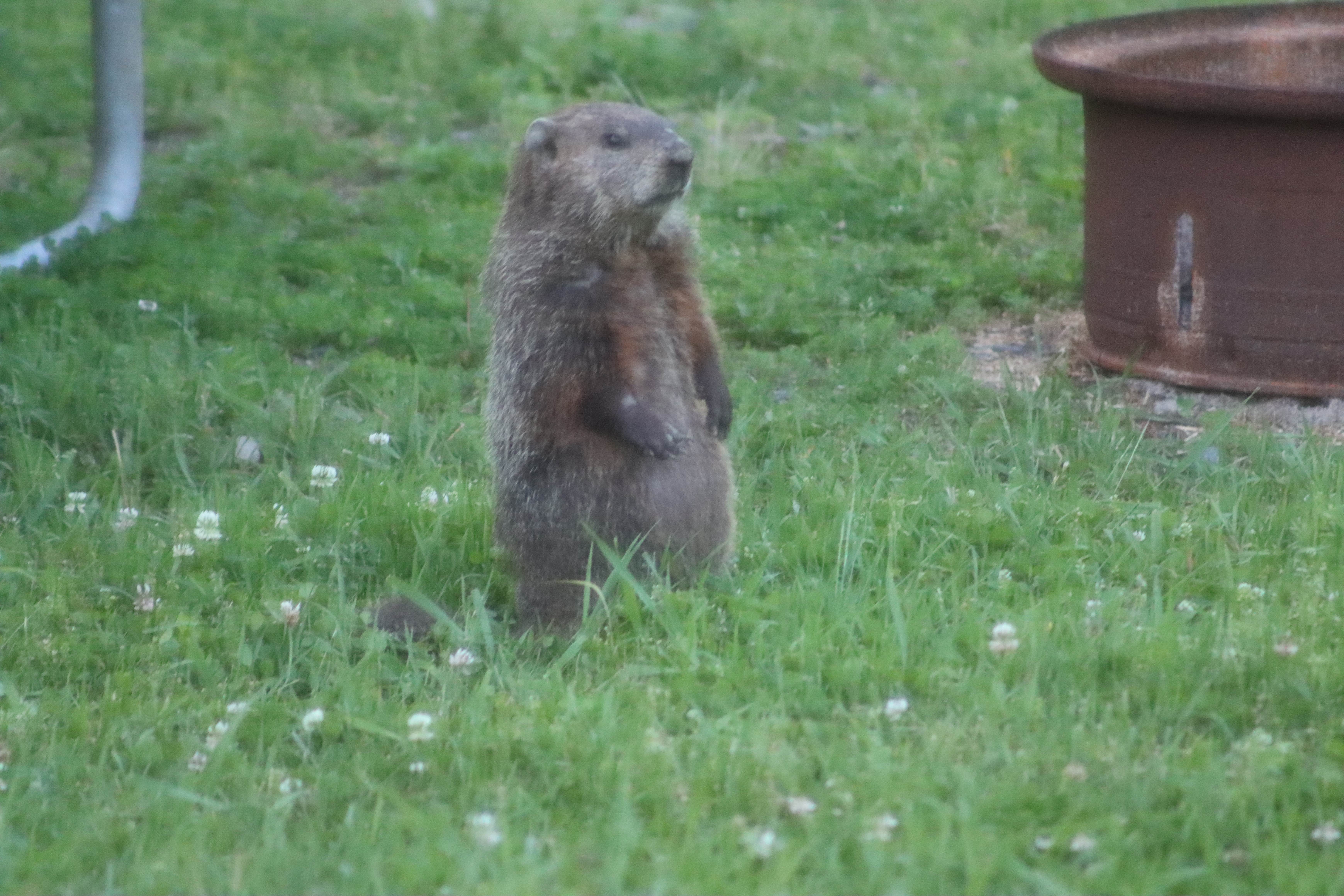 Camper submitted image from Black Bear RV Park - 4