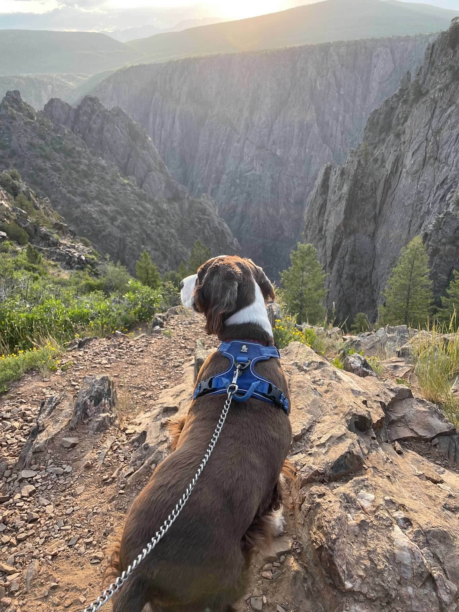 Joel R.'s photo of camping with pets at South Rim Campground — Black Canyon of the Gunnison National Park near Curecanti National Recreation Area