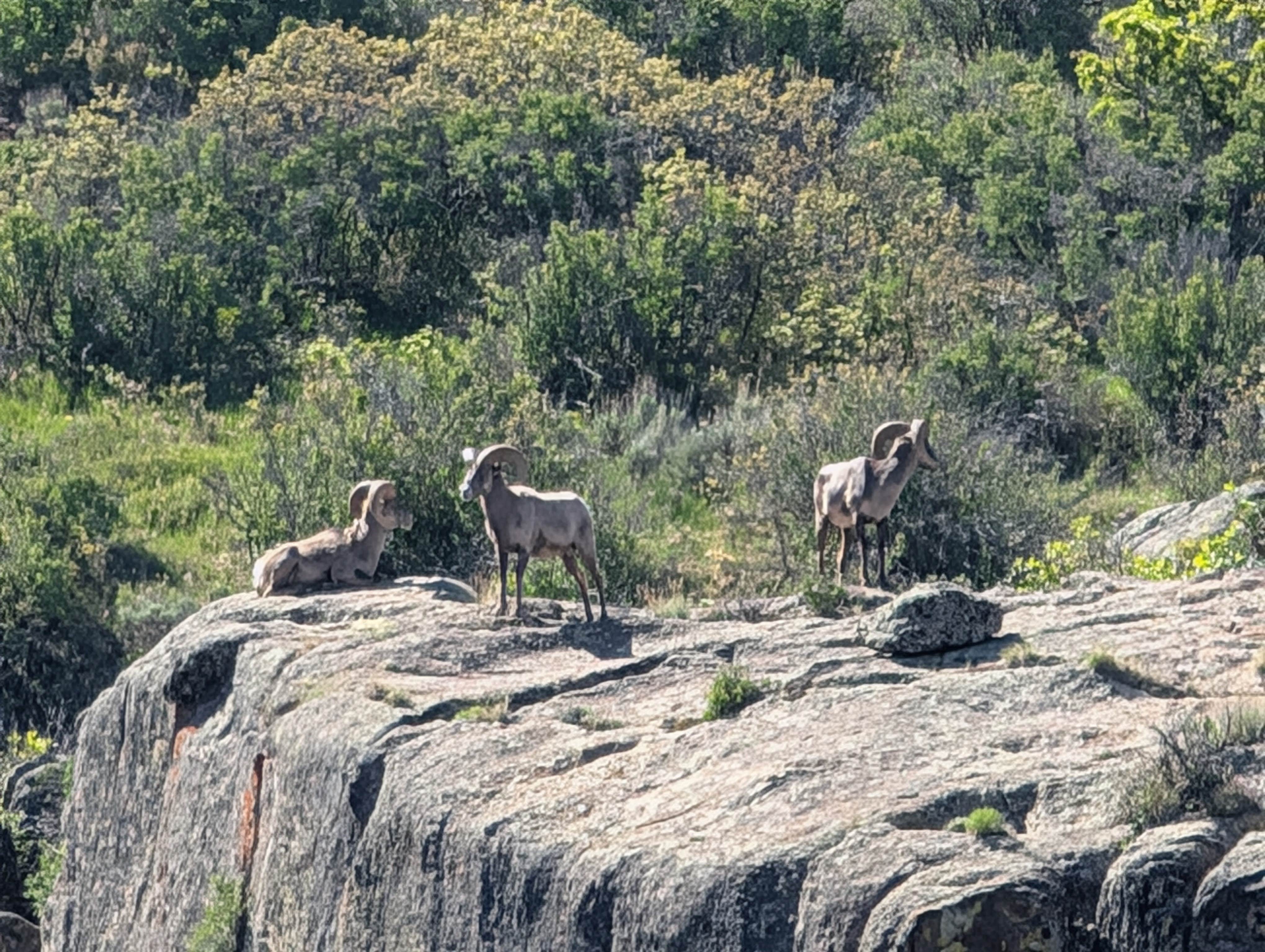 Tori K.'s photo of camping with pets at South Rim Campground — Black Canyon of the Gunnison National Park near Black Canyon of the Gunnison National Park