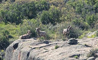Tori K.'s photo of camping with pets at South Rim Campground — Black Canyon of the Gunnison National Park near Curecanti National Recreation Area