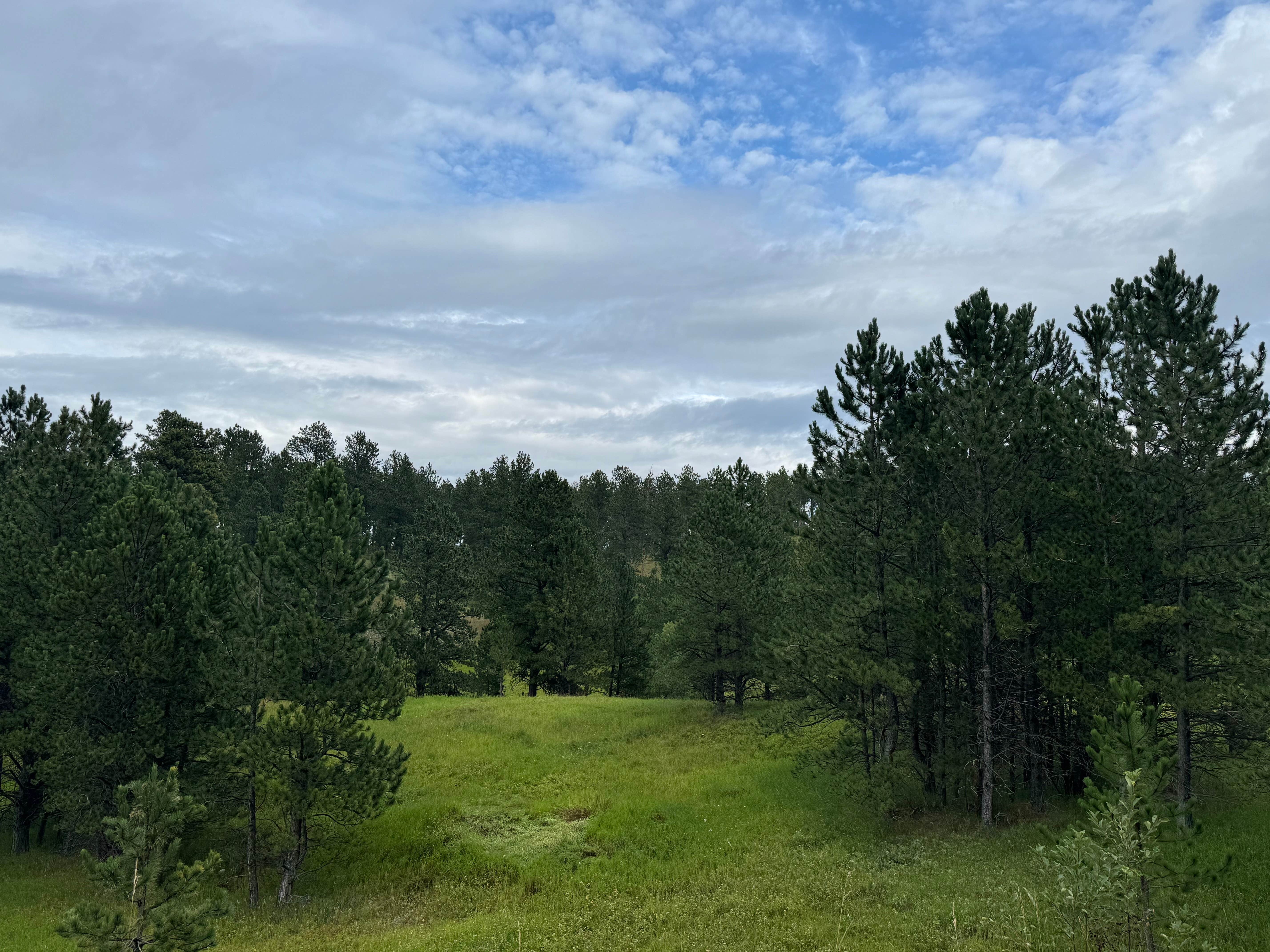 Camper submitted image from Black Hills National Forest Dutchman Campground - 3