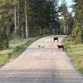 Review photo of Black Hills National Forest Dutchman Campground by christy S., July 27, 2026