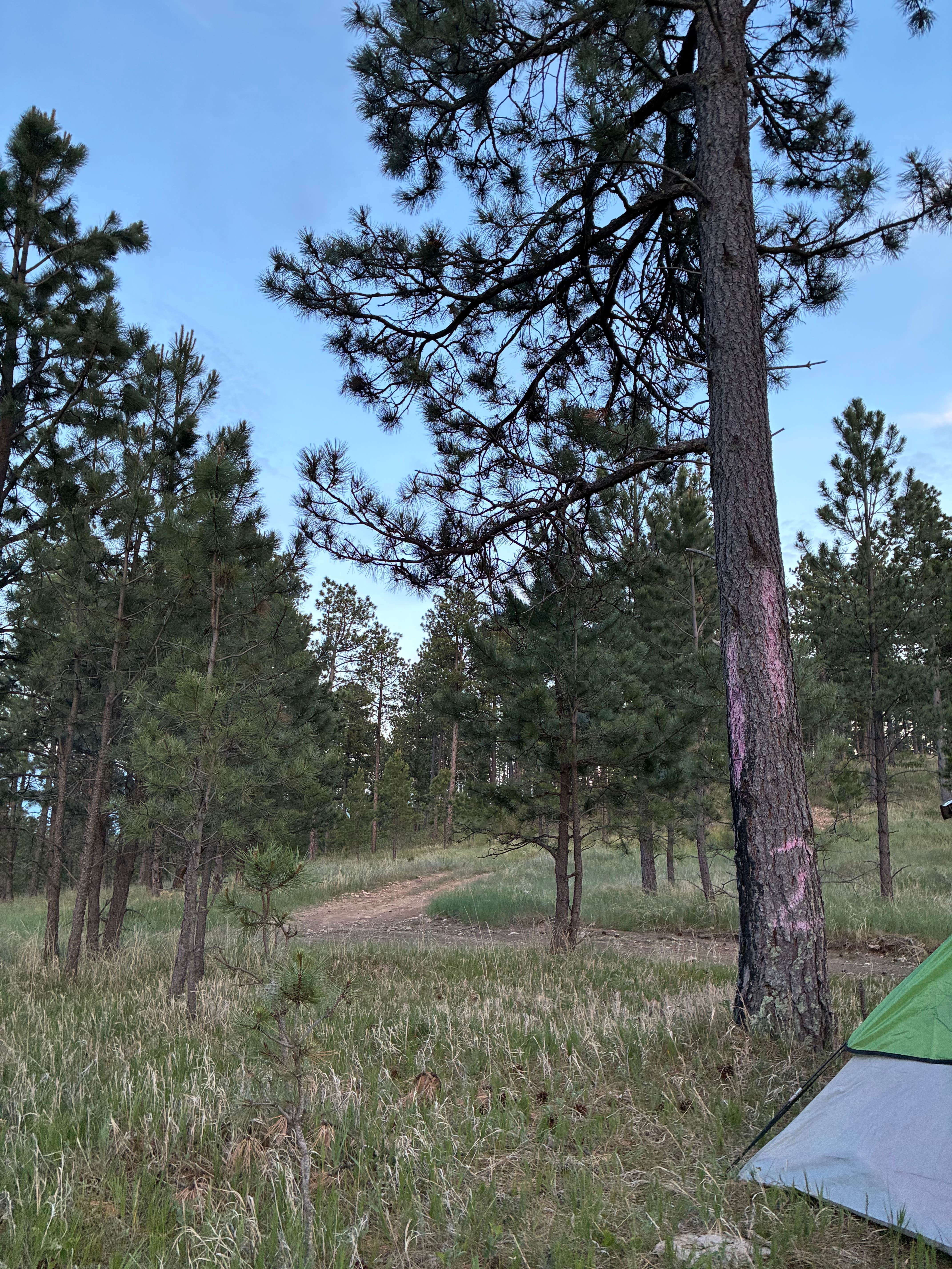 Camping near West Nemo - Dispersed Camping: Black Hills Schmitz B2A Dispersed Camping, Blackhawk, South Dakota
