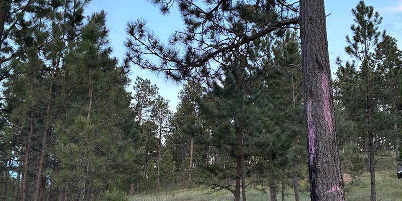 Camper submitted image from Black Hills Schmitz B2A Dispersed Camping