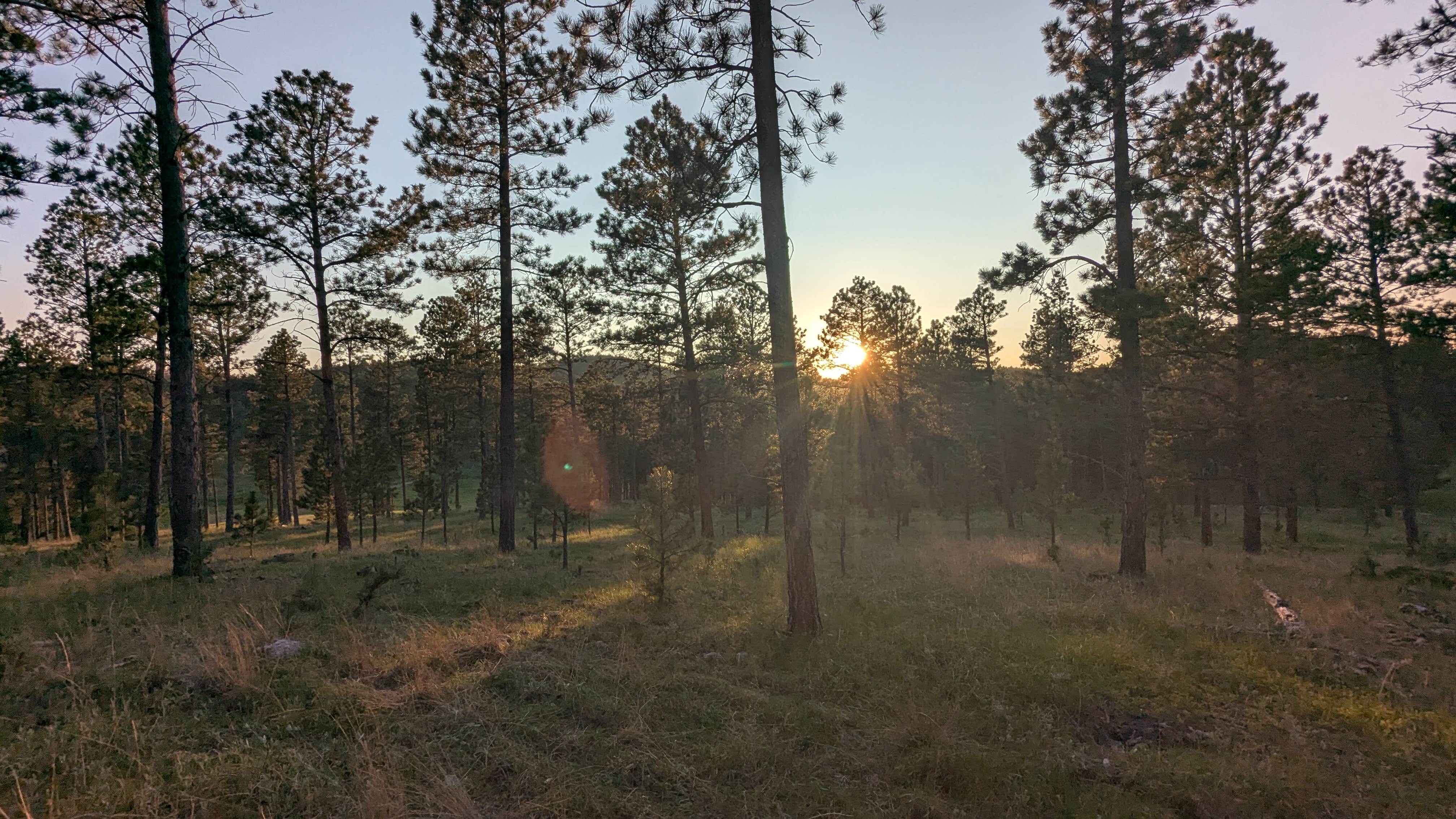 Camping near Black Hills National Forest Bear Gulch Campground: Black Hills Schmitz B2A Dispersed Camping, Blackhawk, South Dakota