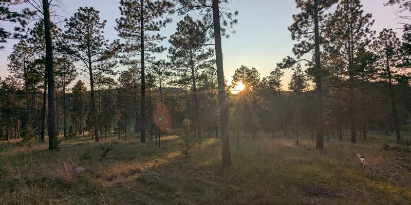 Camper submitted image from Black Hills Schmitz B2A Dispersed Camping