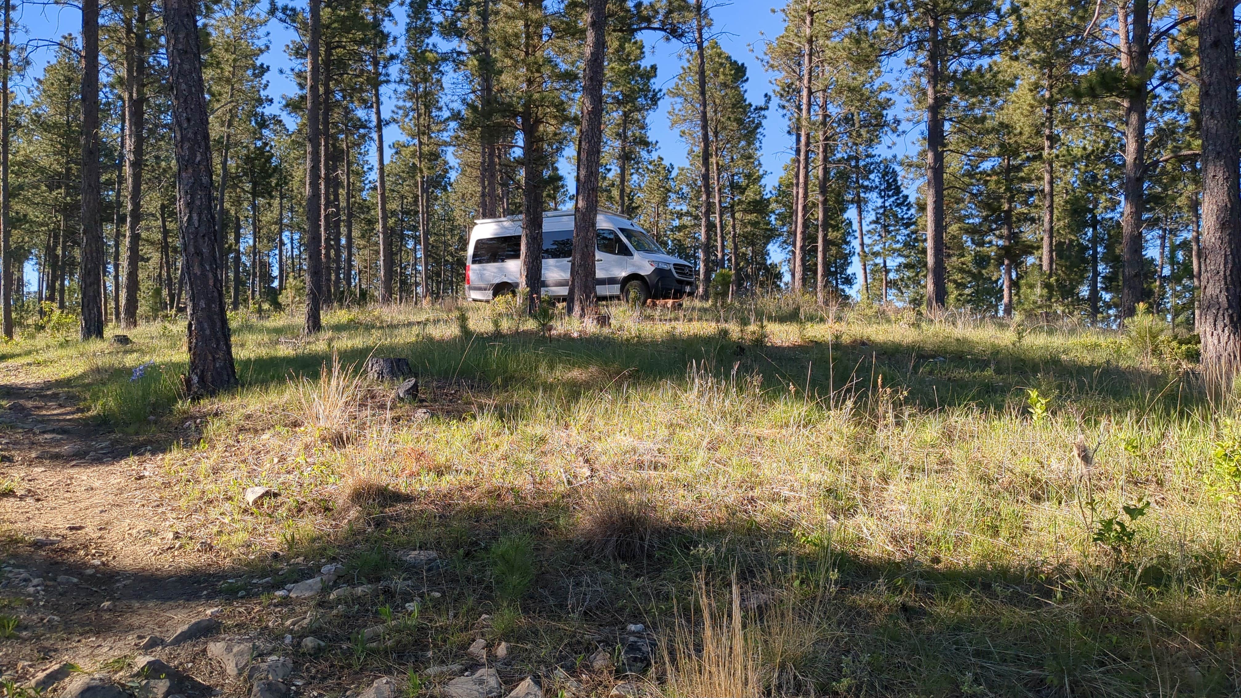 Camper submitted image from Black Hills Schmitz B2A Dispersed Camping - 2