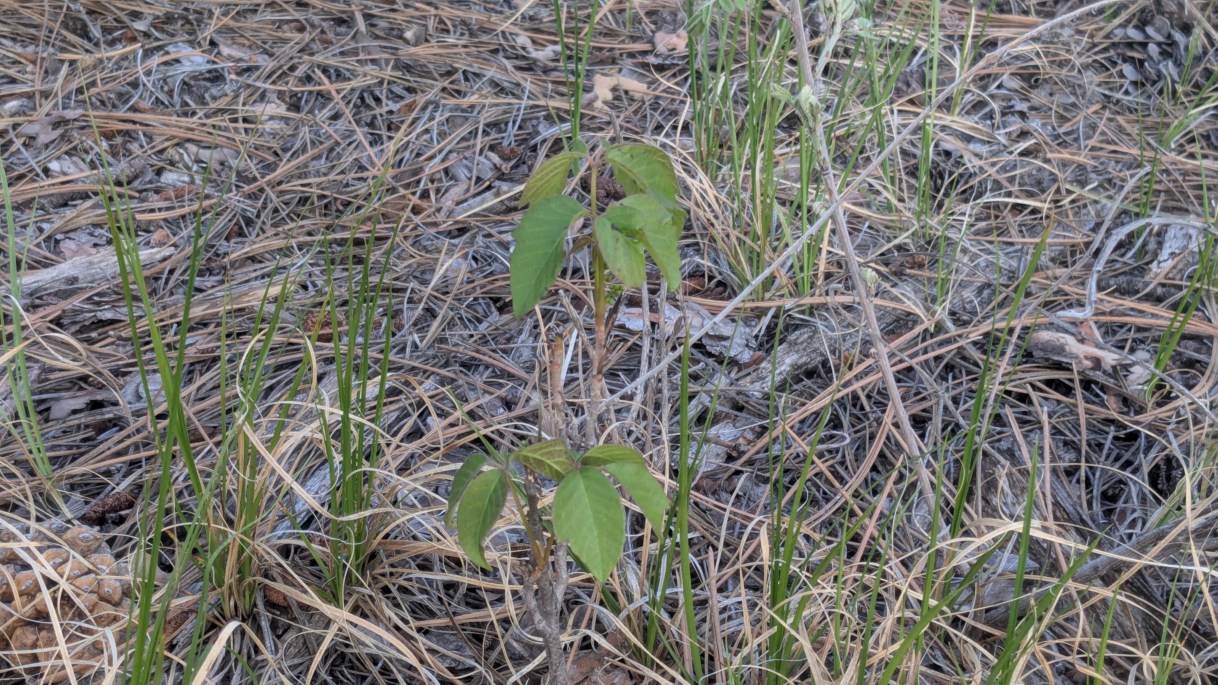 Camper-submitted photo at Black Hills Schmitz B2A Dispersed Camping near Rapid City, SD