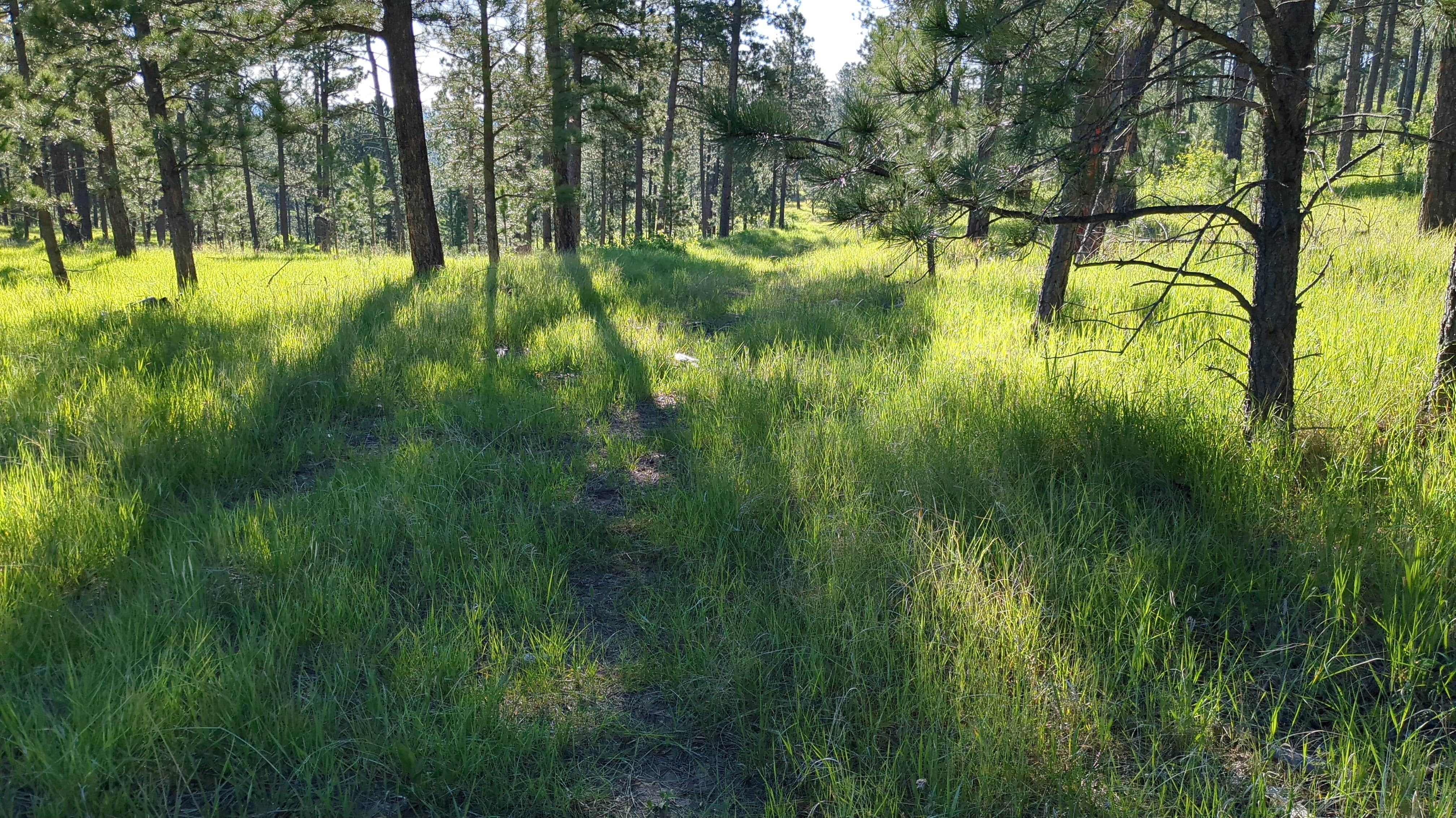 Camper-submitted photo at Black Hills Schmitz B2A Dispersed Camping near Rapid City, SD