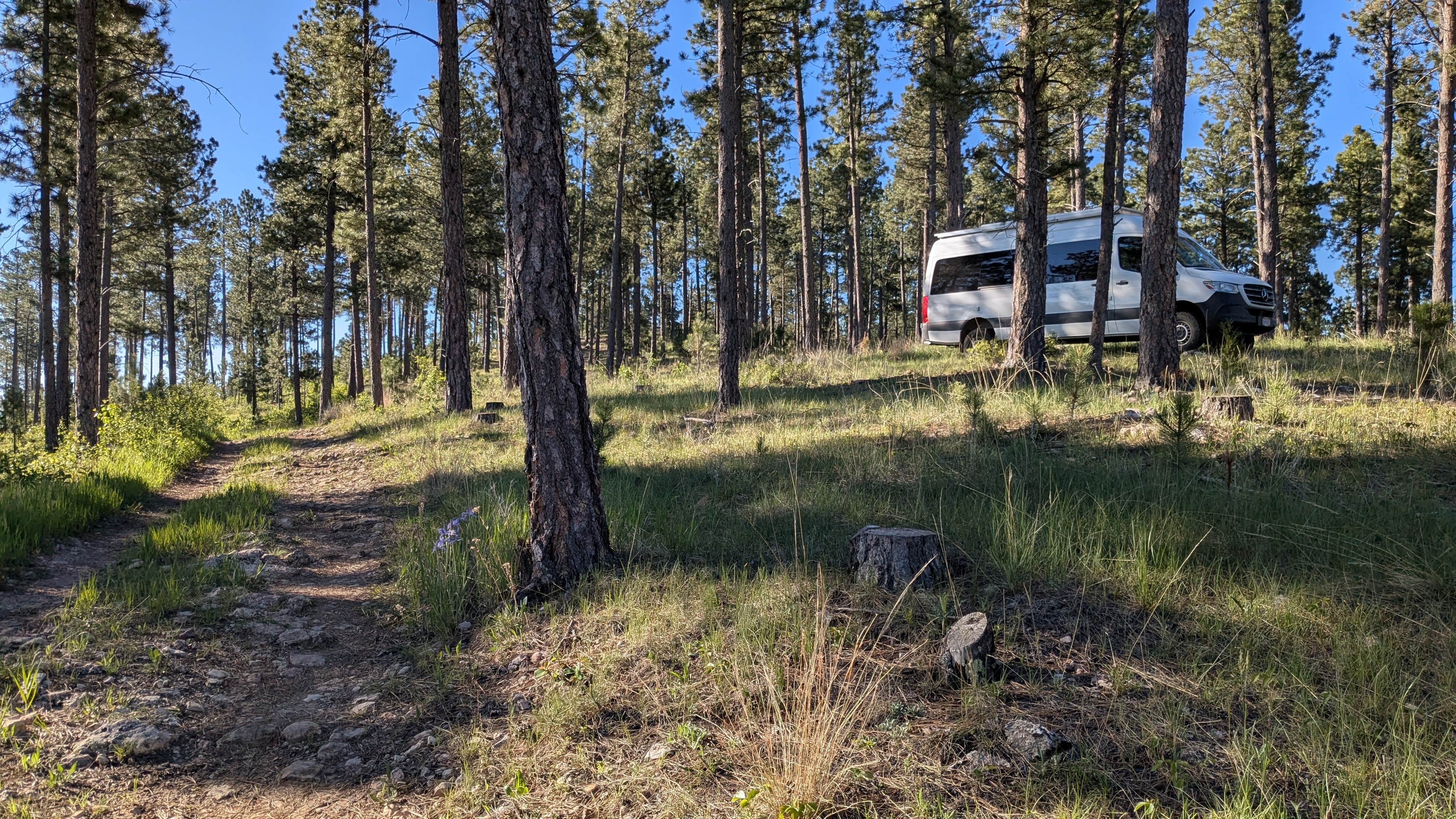 Camper-submitted photo at Black Hills Schmitz B2A Dispersed Camping near Rapid City, SD