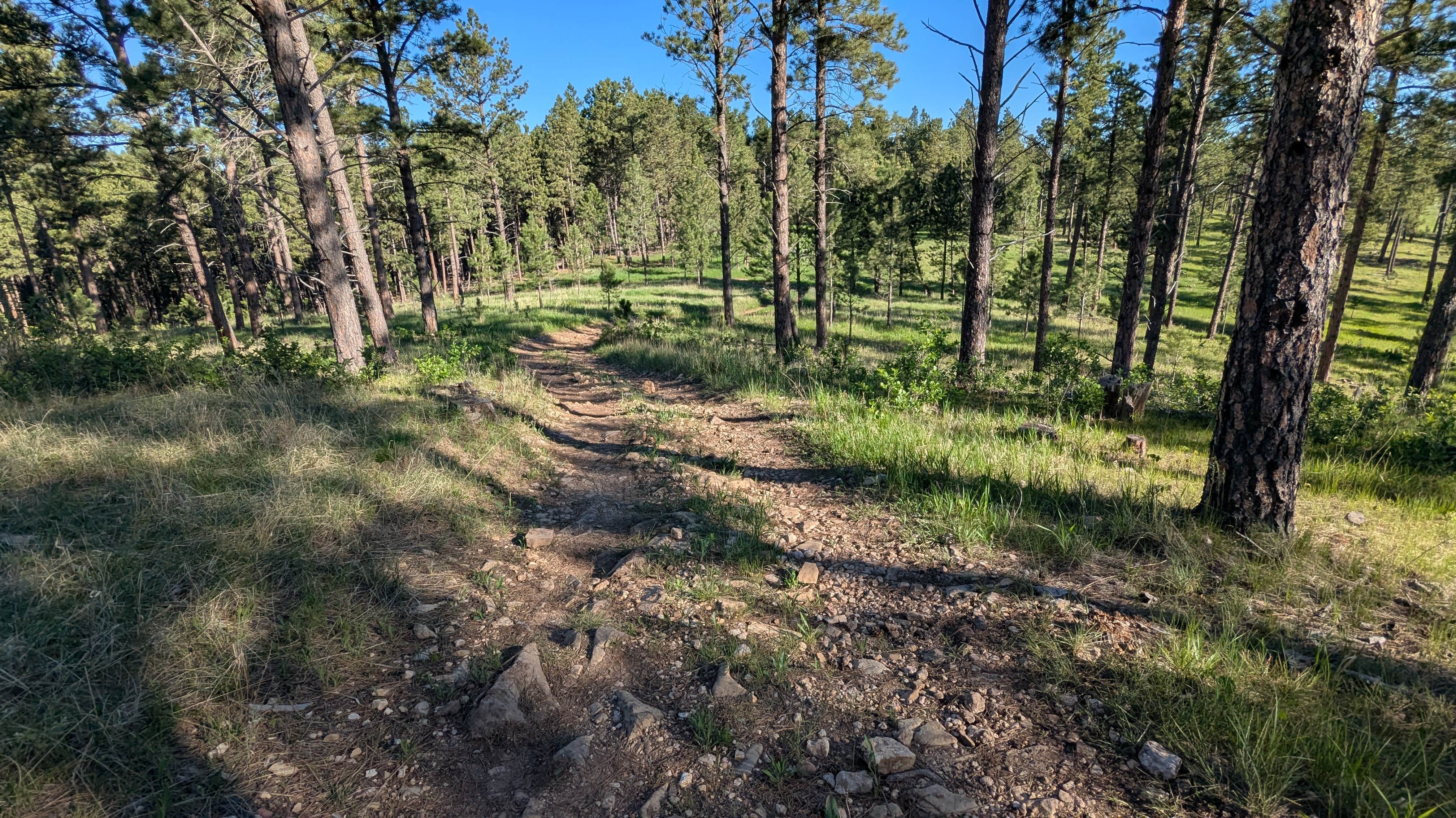 Camper submitted image from Black Hills Schmitz B2A Dispersed Camping - 4