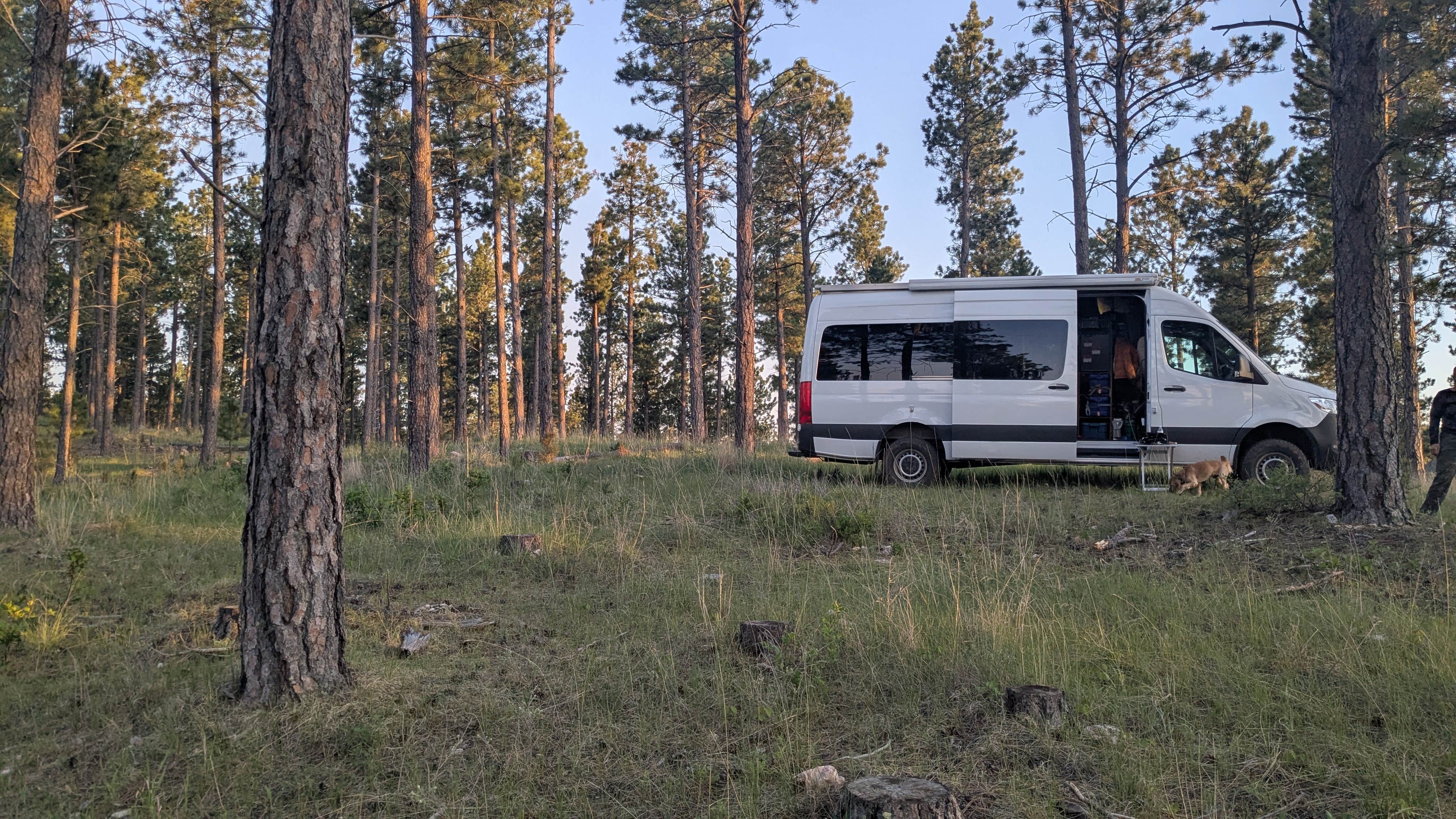David M.'s photo of camping with pets at Black Hills Schmitz B2A Dispersed Camping near Blackhawk, SD