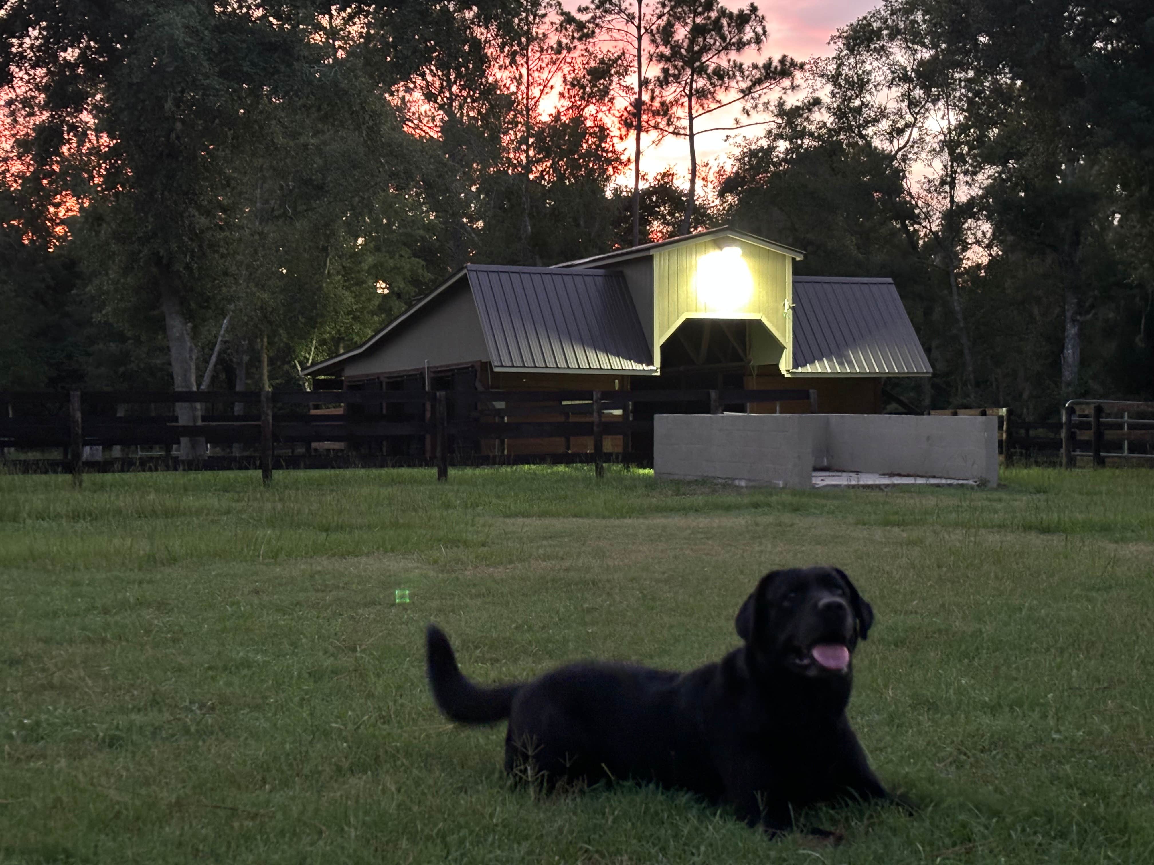 Scott B.'s photo of camping with pets at Black Prong Equestrian Village near Williston, FL