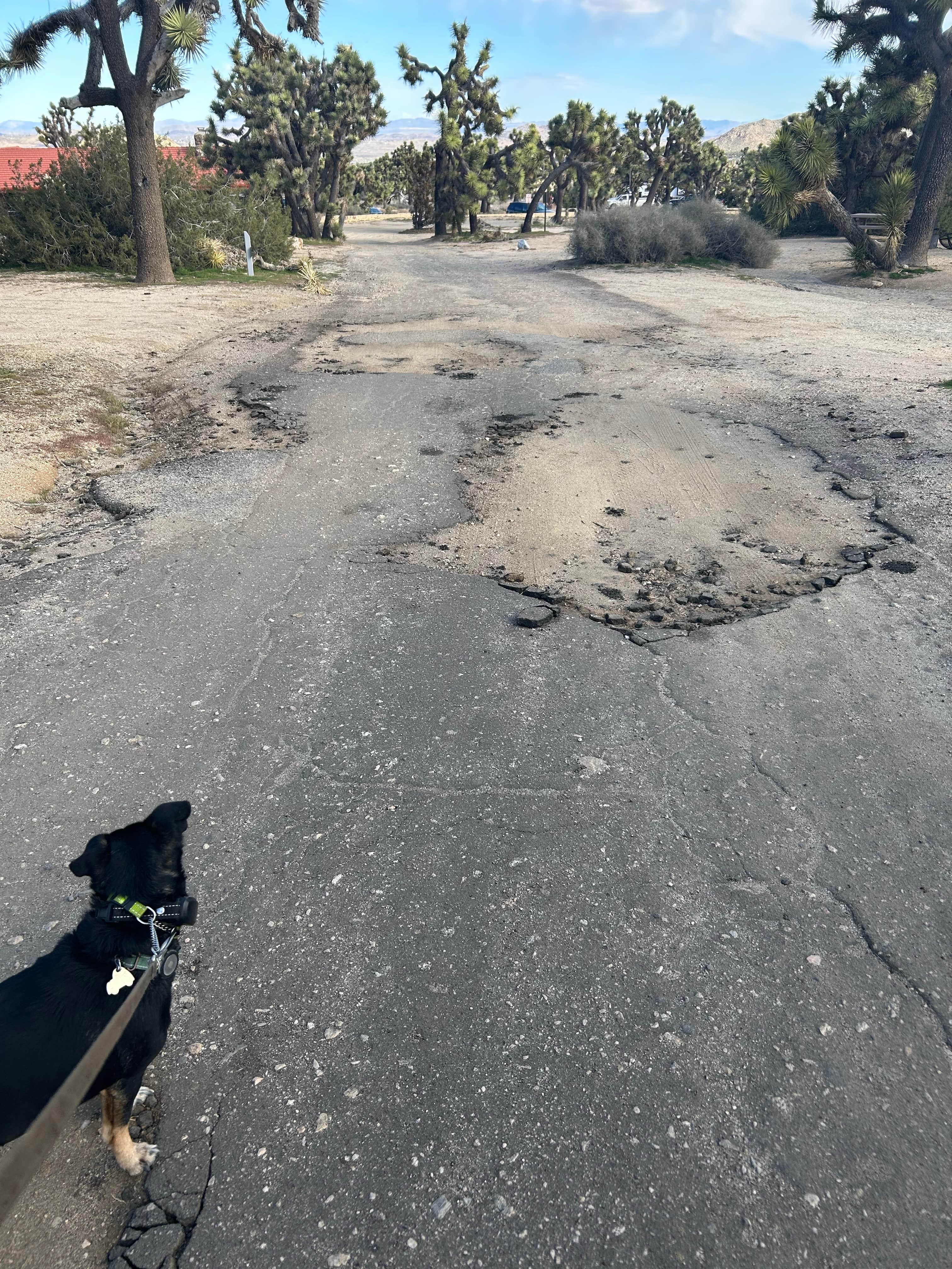 Ursula's photo of camping with pets at Black Rock Campground — Joshua Tree National Park near Indio, CA