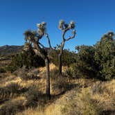 Review photo of Black Rock Campground — Joshua Tree National Park by Matt R., May 16, 2025