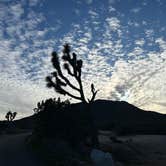 Review photo of Black Rock Campground — Joshua Tree National Park by Ursula , February 13, 2026