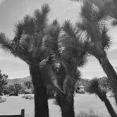 Review photo of Black Rock Campground — Joshua Tree National Park by FiftysevenNine T., June 3, 2026