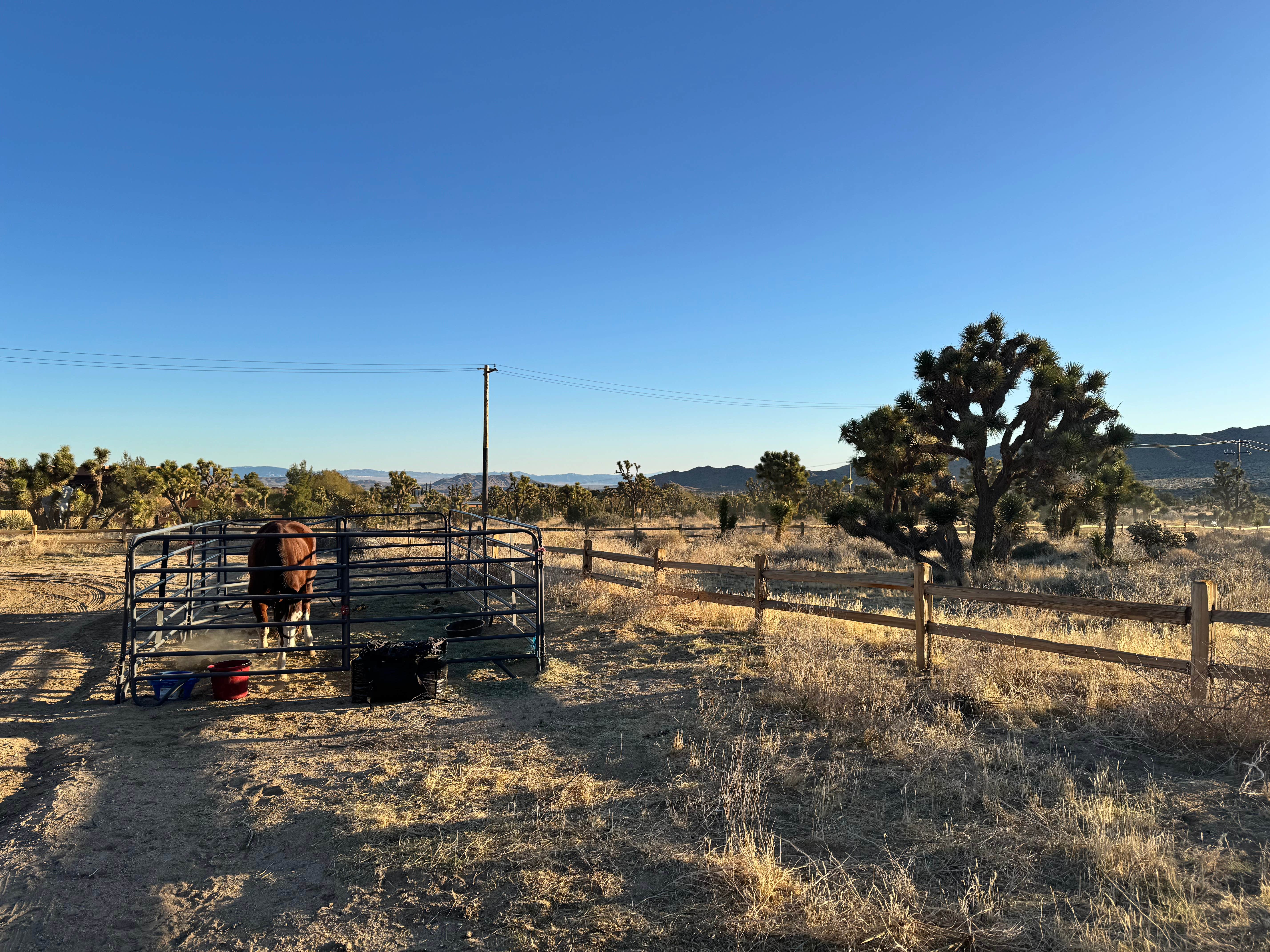 Camper submitted image from Black Rock Equestrian Campground — Joshua Tree National Park - 3