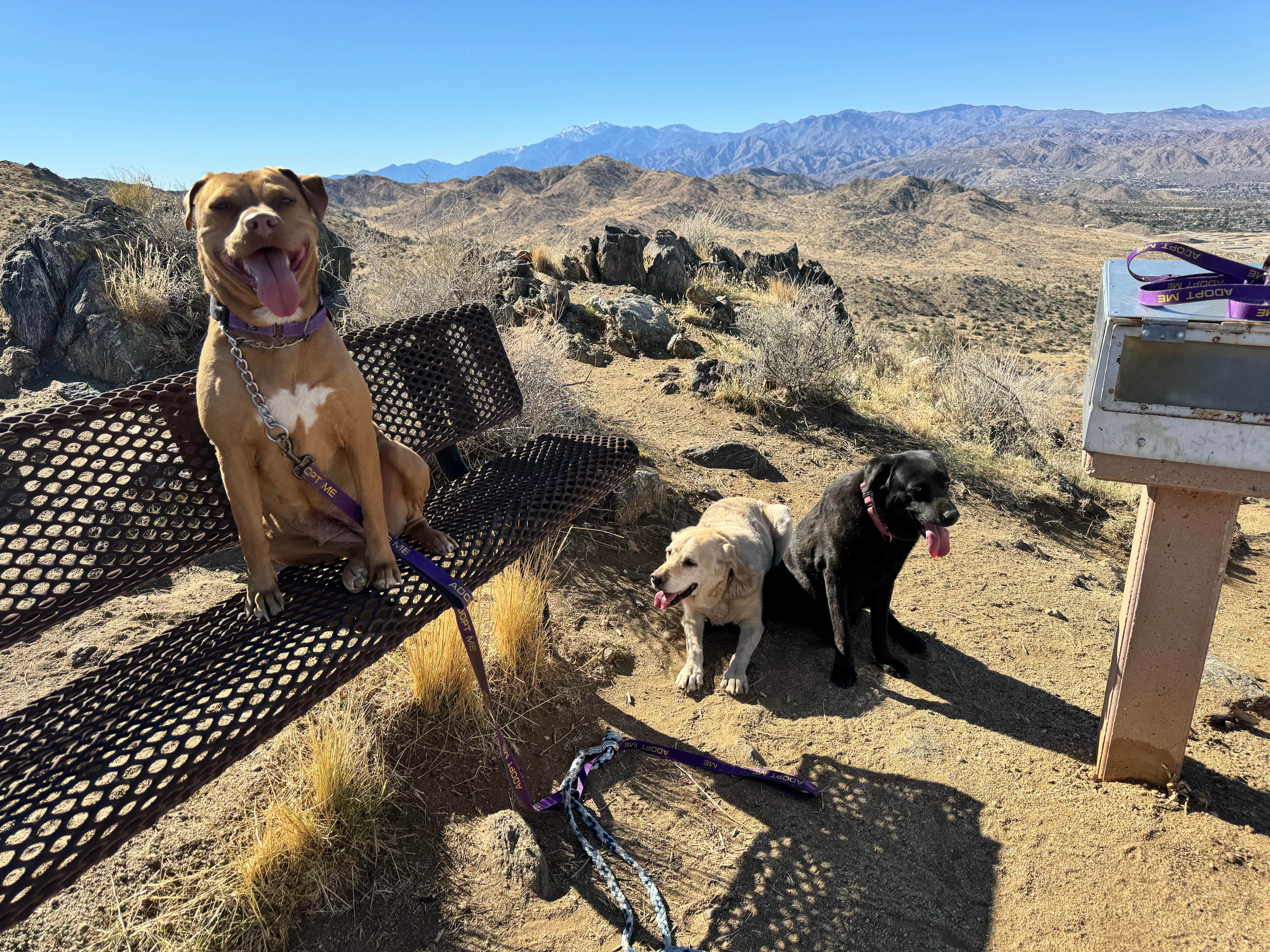 Camper submitted image from Black Rock Equestrian Campground — Joshua Tree National Park - 5