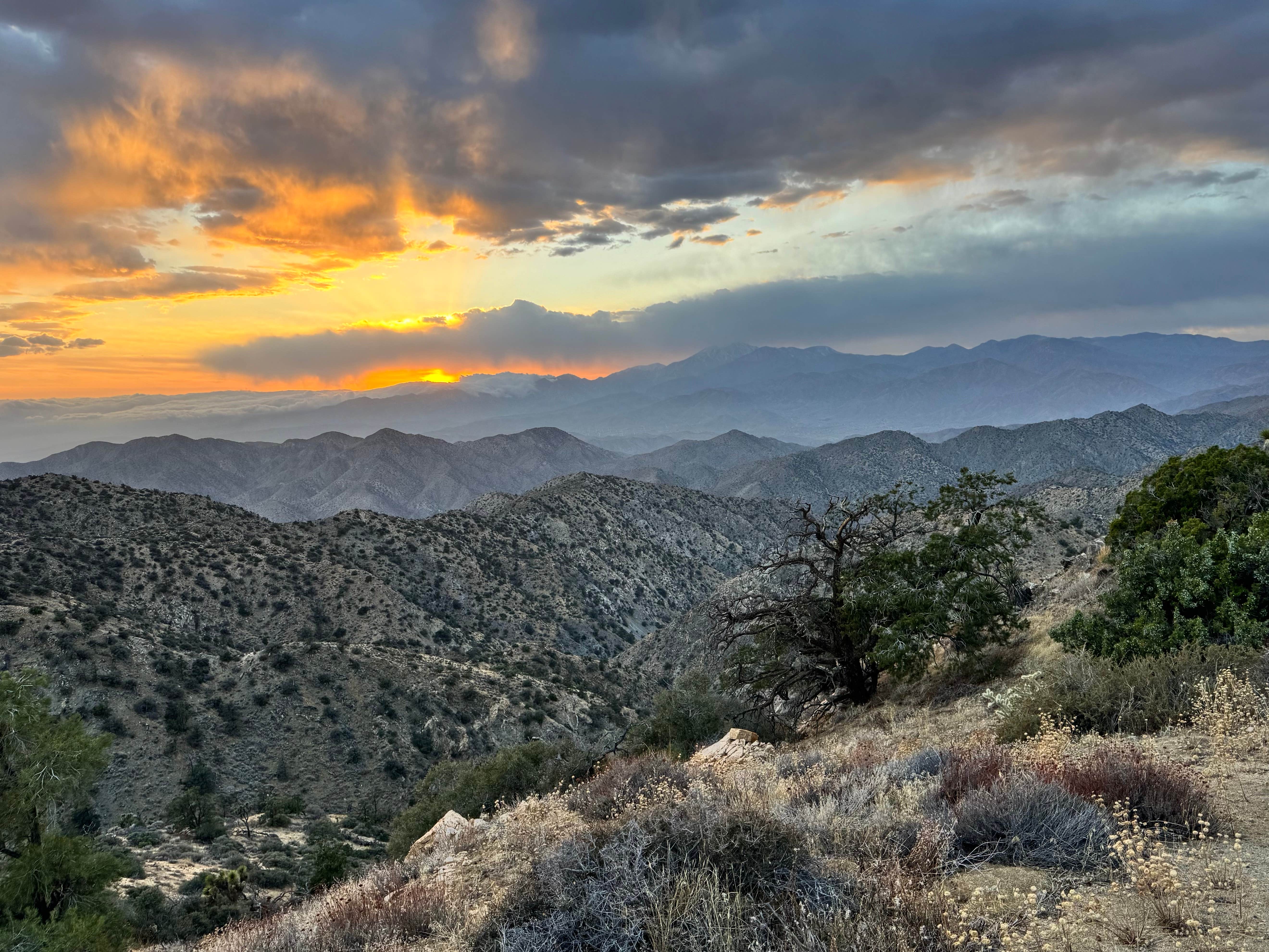 Camper submitted image from Black Rock Equestrian Campground — Joshua Tree National Park - 1