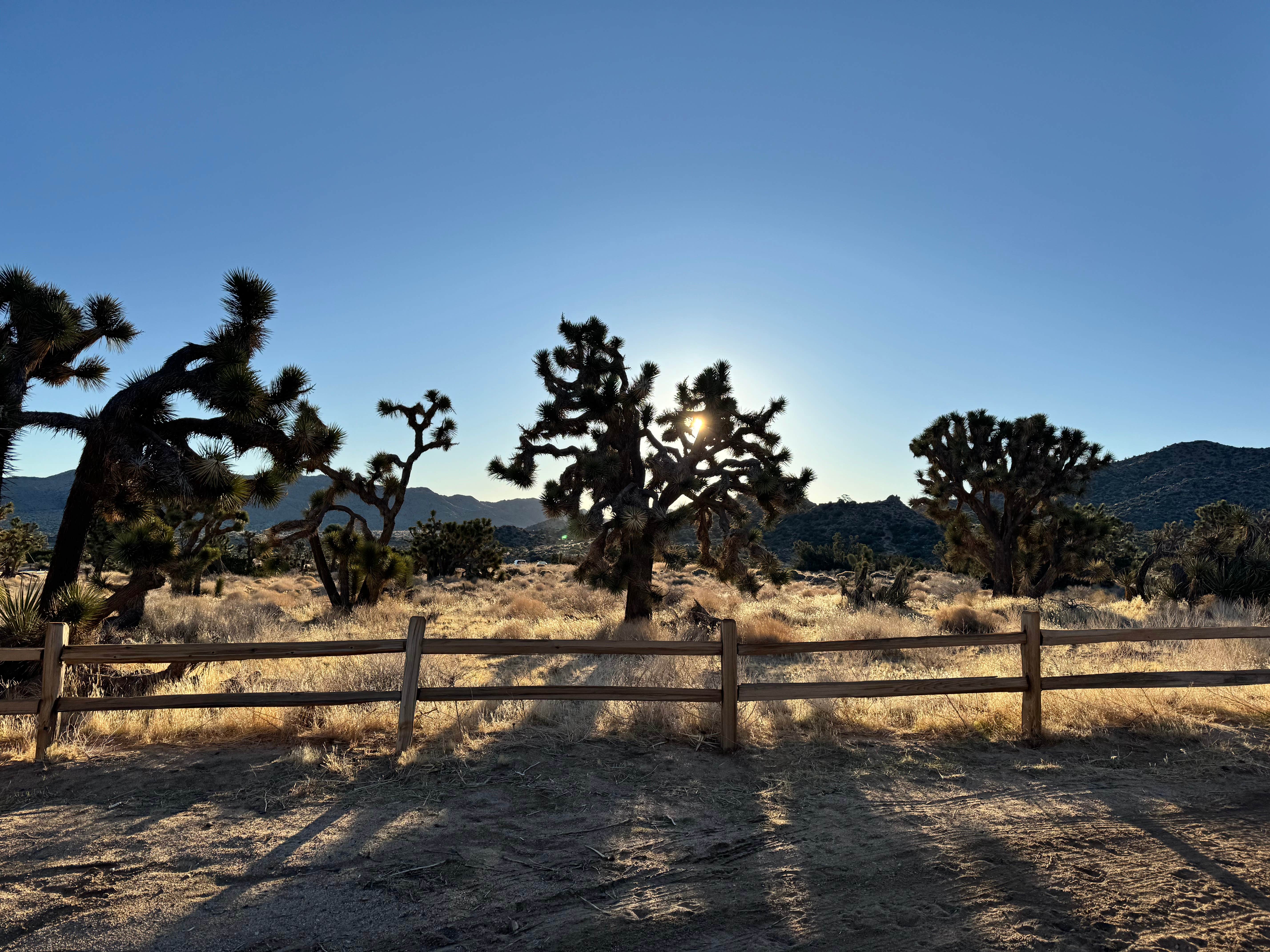 Camper submitted image from Black Rock Equestrian Campground — Joshua Tree National Park - 2