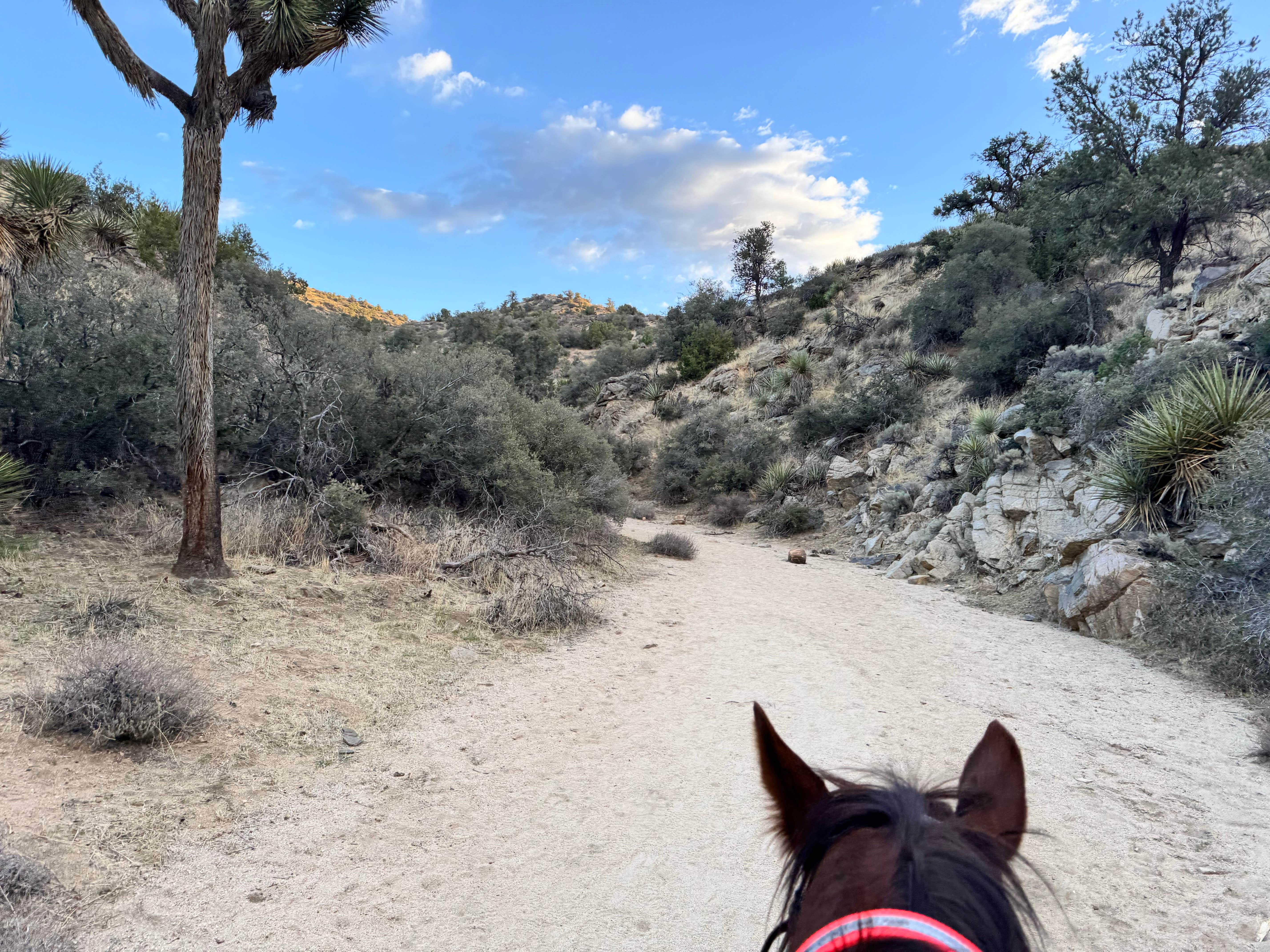 Camper-submitted photo at Black Rock Equestrian Campground — Joshua Tree National Park near Bermuda Dunes, CA