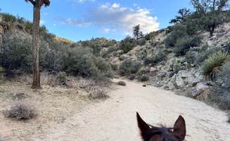 Judith W.'s photo of camping with a horse at Black Rock Equestrian Campground — Joshua Tree National Park near Running Springs, CA