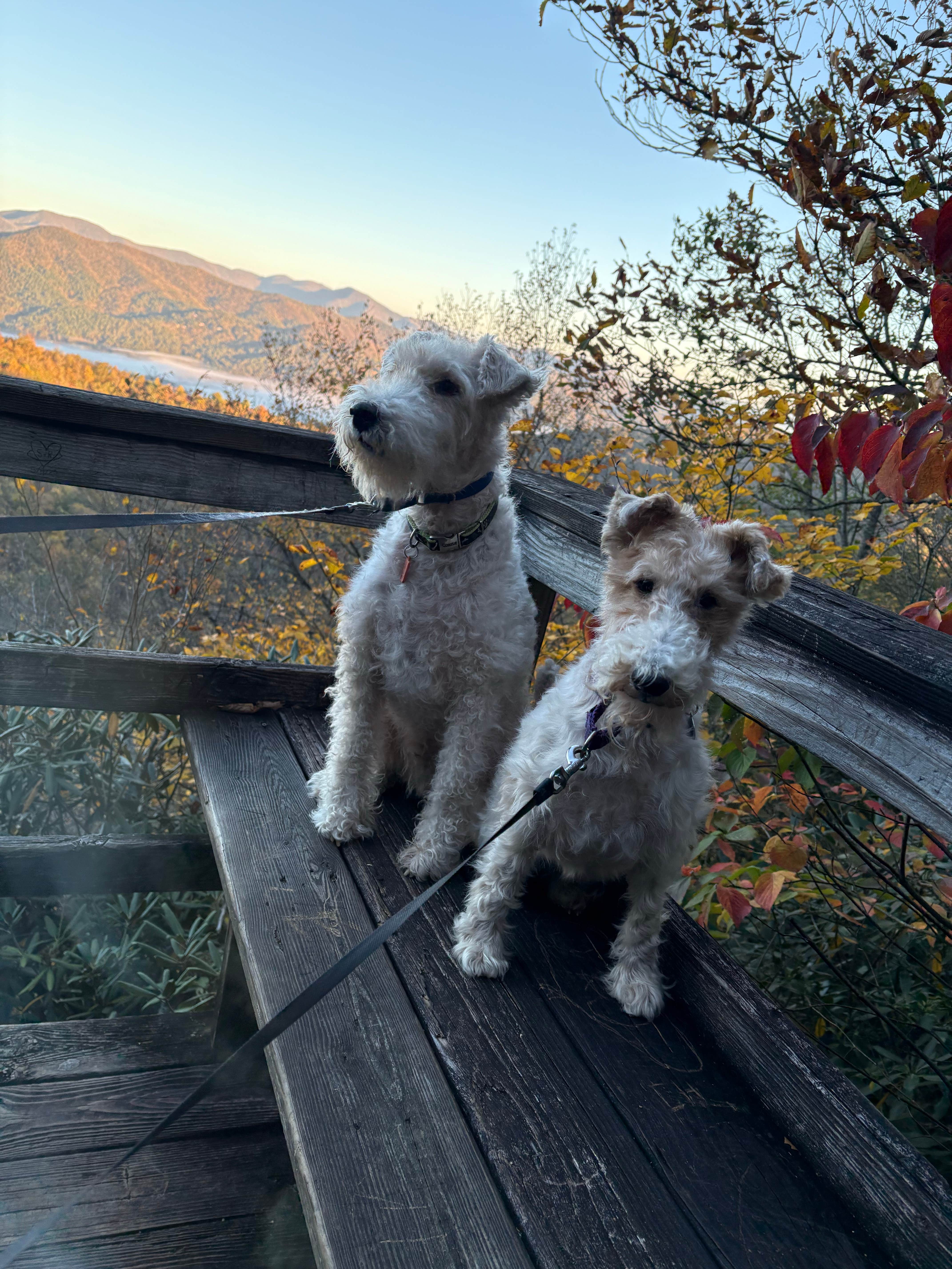 Camper-submitted photo at Fern Cove — Black Rock Mountain State Park near Dillard, GA