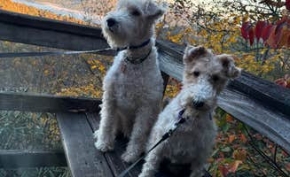 Jody O.'s photo of camping with pets at Fern Cove — Black Rock Mountain State Park near Tallulah Falls, GA
