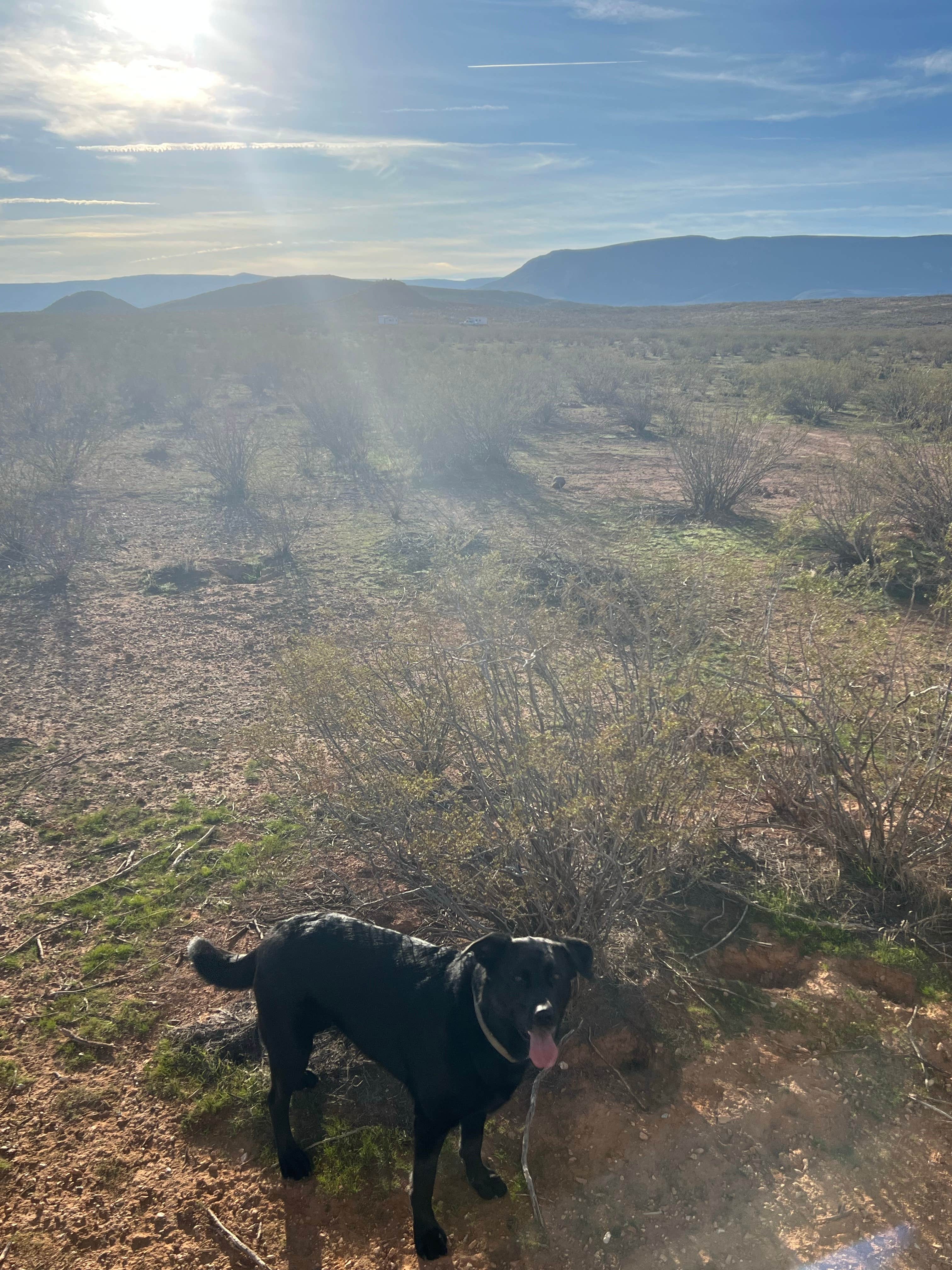 Belle P.'s photo of a dispersed camping area at Black Rock Road Dispersed near Veyo, UT