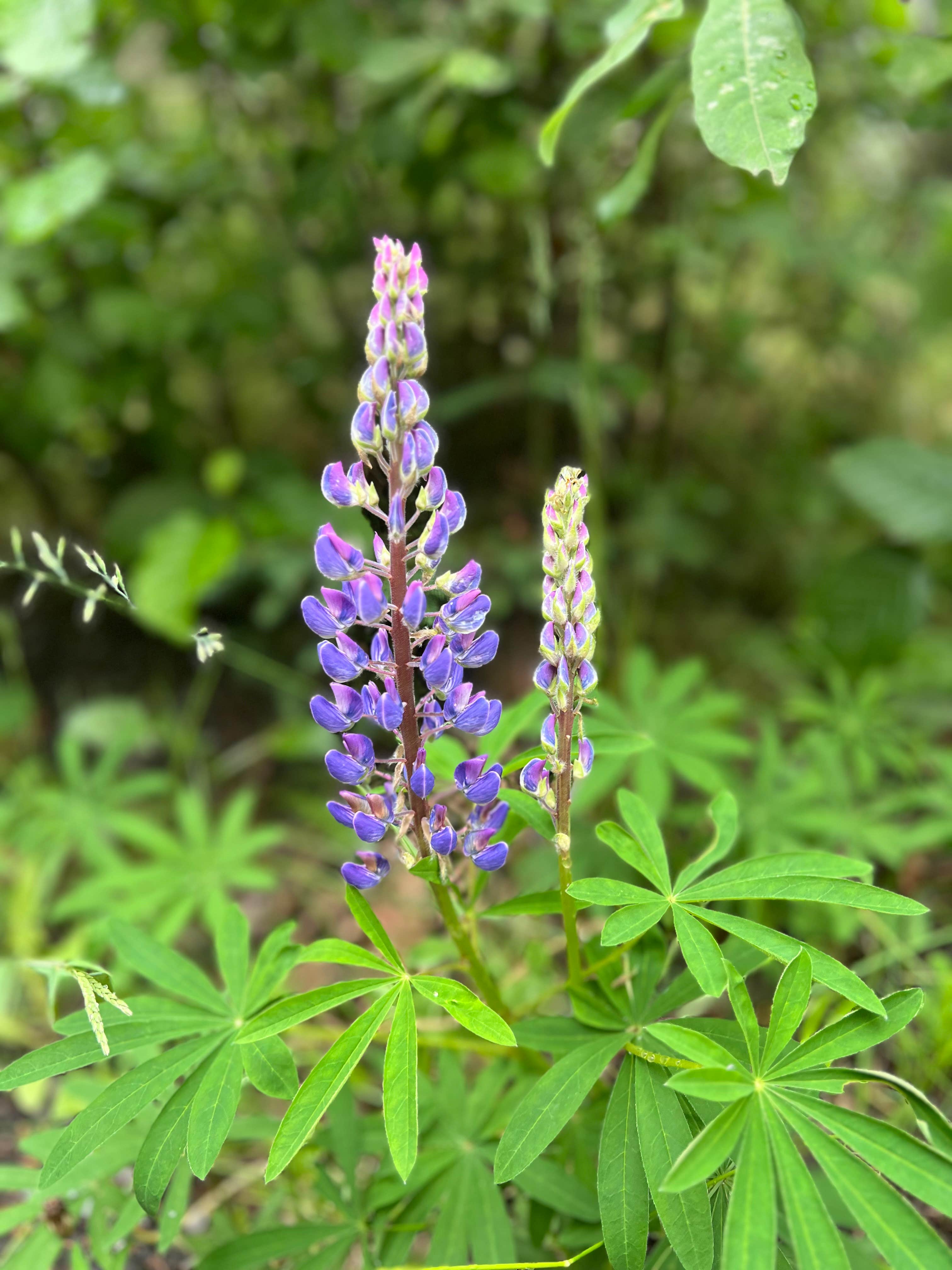 Camper-submitted photo at Black Spruce Campground near Eagle River, AK
