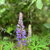 Review photo of Black Spruce Campground by Lynde T., July 15, 2026