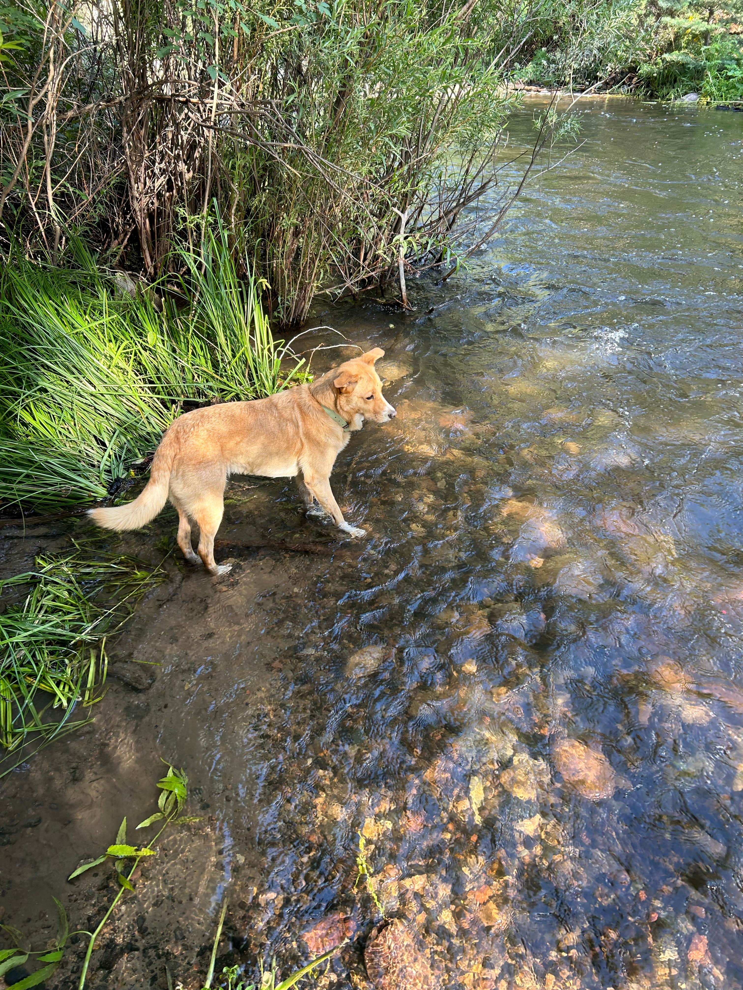Camper-submitted photo at Blackjack Tent Area — Cimarron Canyon State Park near Red River, NM