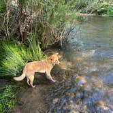 Review photo of Blackjack Tent Area — Cimarron Canyon State Park by Josie H., July 19, 2024