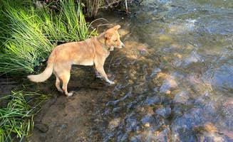 Josie H.'s photo of camping with pets at Blackjack Tent Area — Cimarron Canyon State Park near Eagle Nest, NM