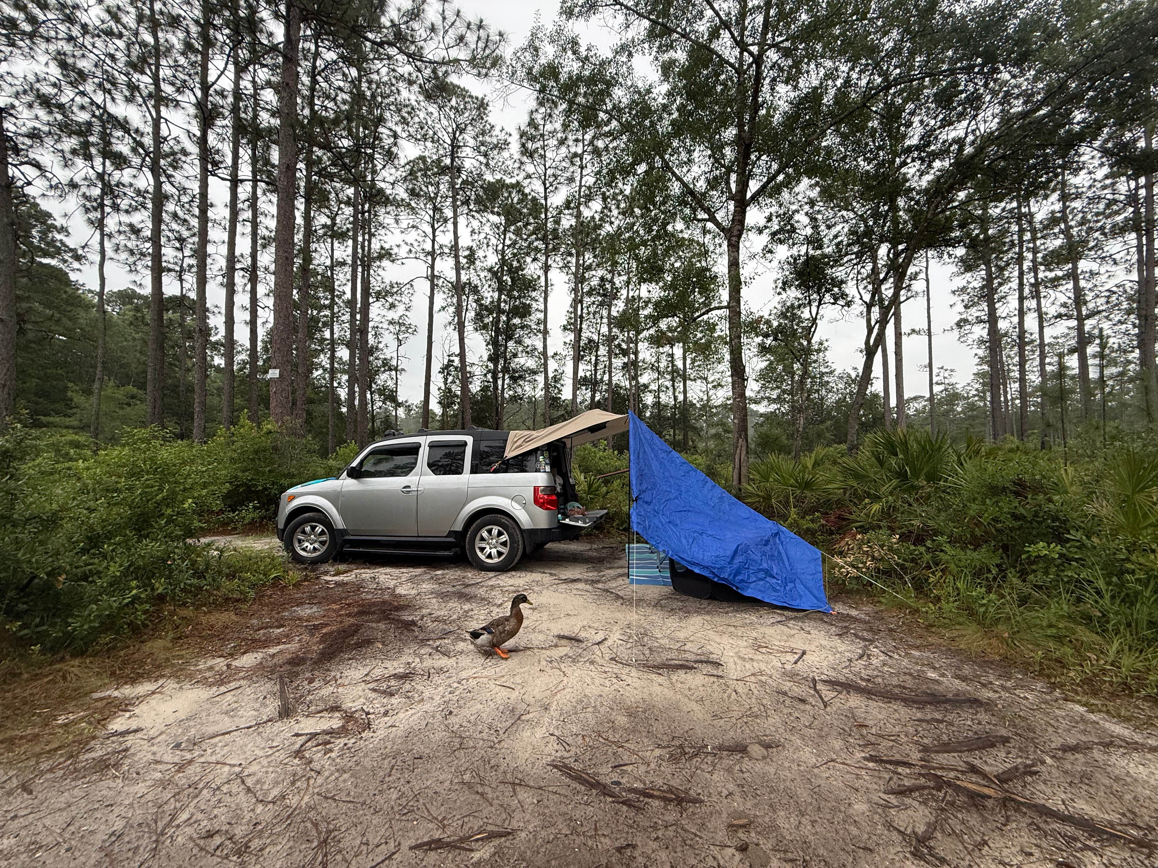 sheila C.'s photo of a dispersed camping area at Blackwater River Boat Ramp Camp near Atmore, AL