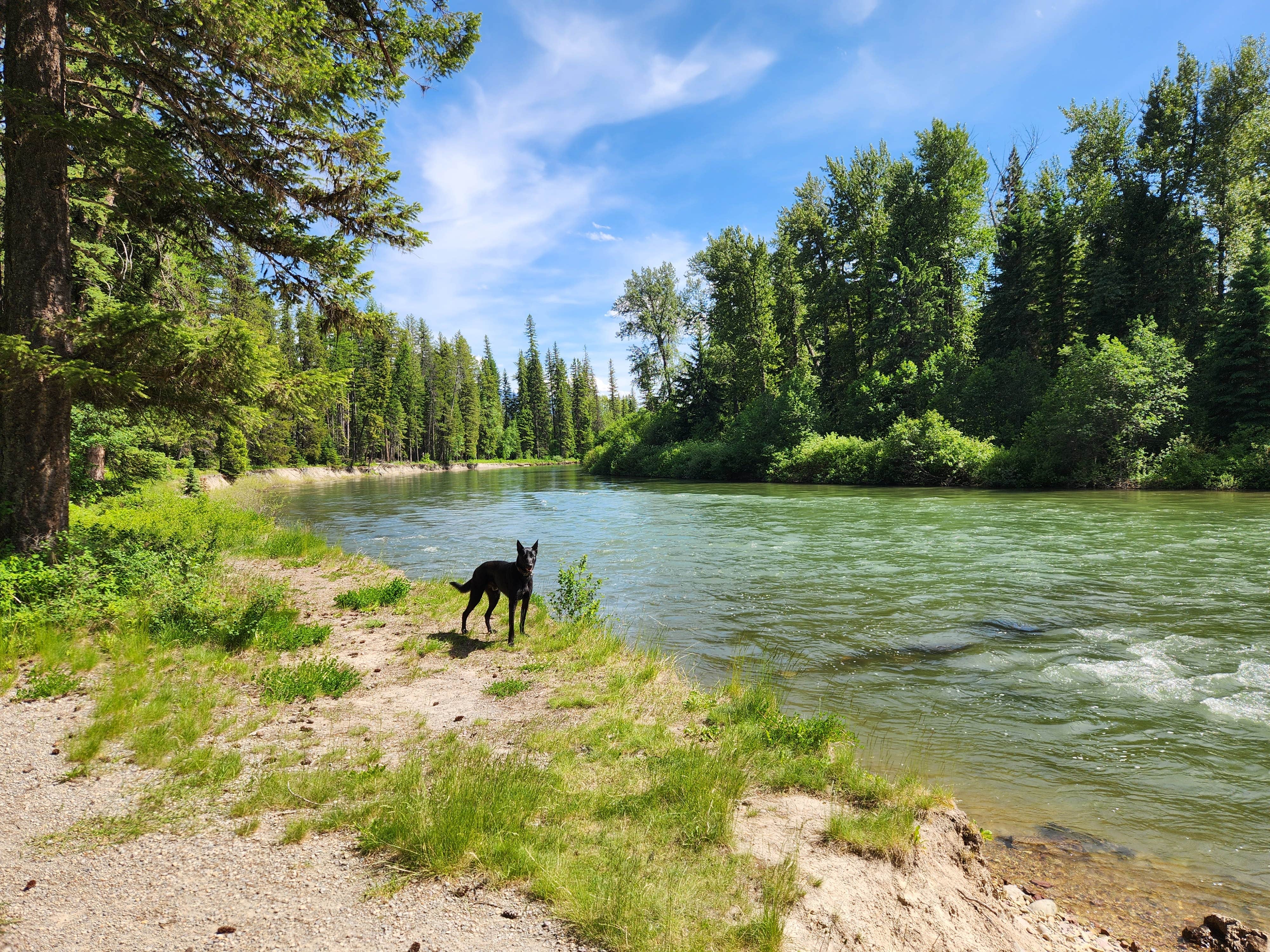 Snake P.'s photo of camping with pets at Blair Flats near Dayton, MT
