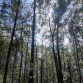 Review photo of Blakeley State Park Campground by Traci D., March 24, 2026