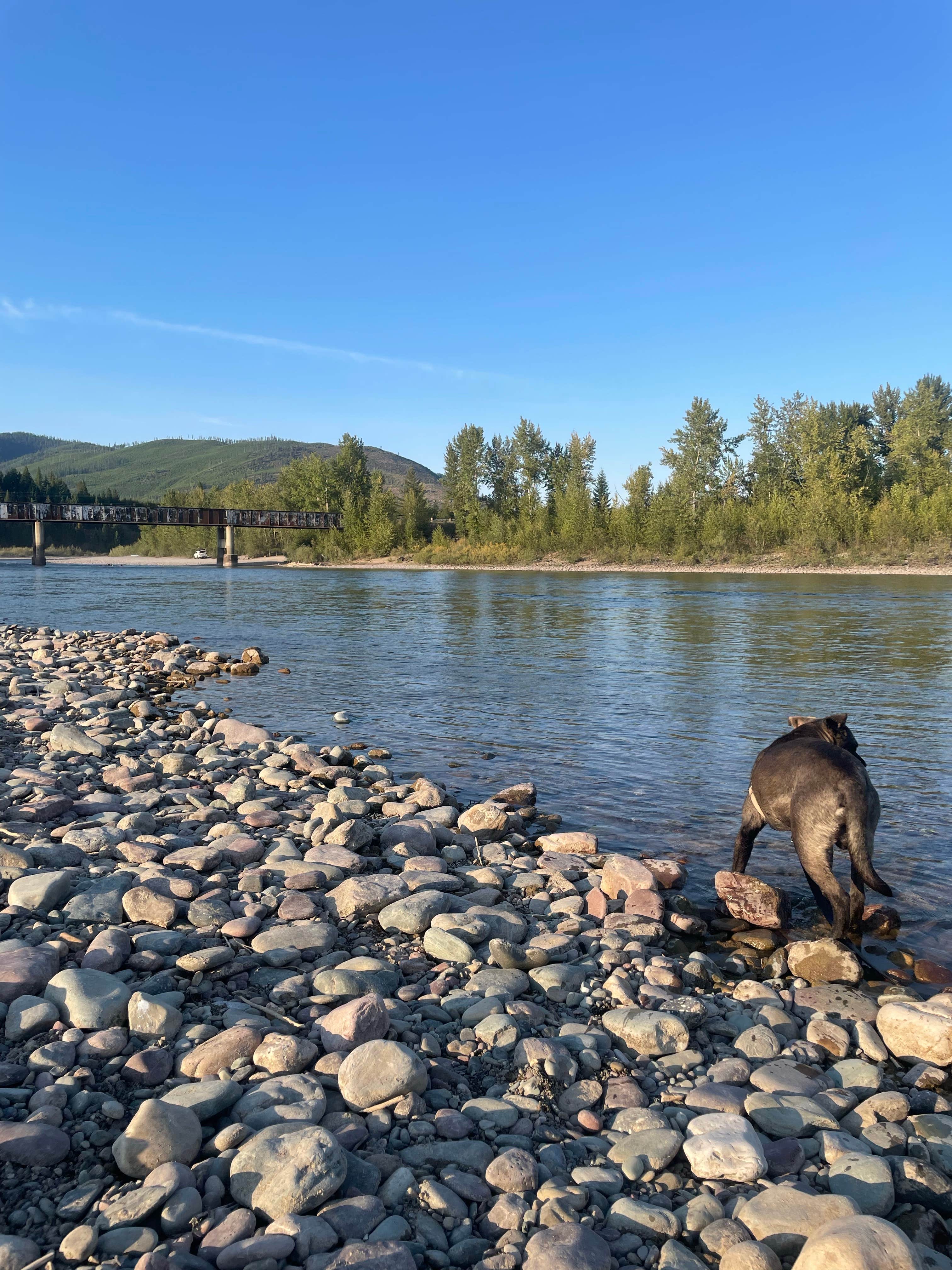 Faye N.'s photo of camping with pets at Blankenship Bridge - Dispersed Camping near Whitefish, MT