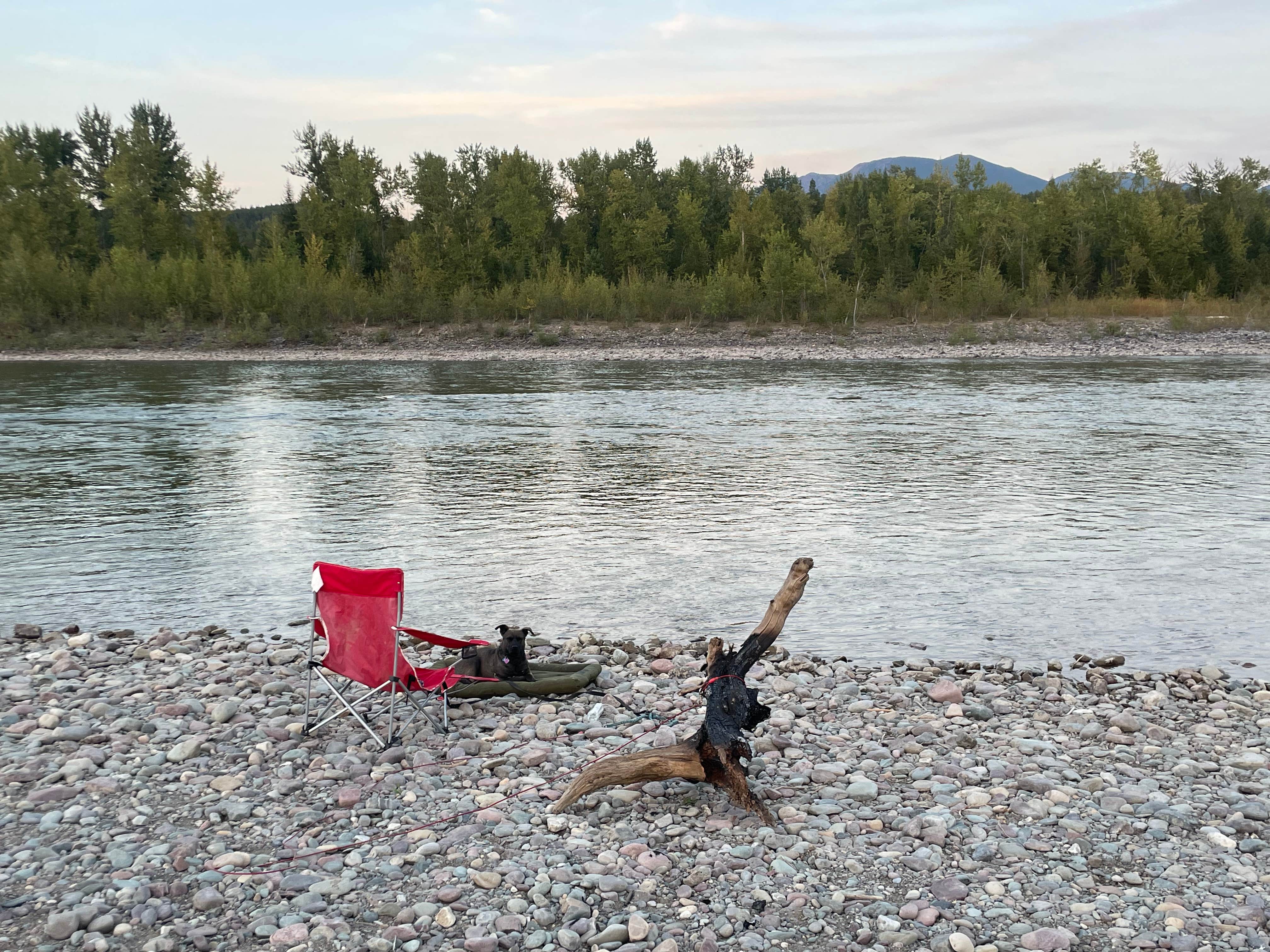 Faye N.'s photo of camping with pets at Blankenship Bridge - Dispersed Camping near Kalispell, MT