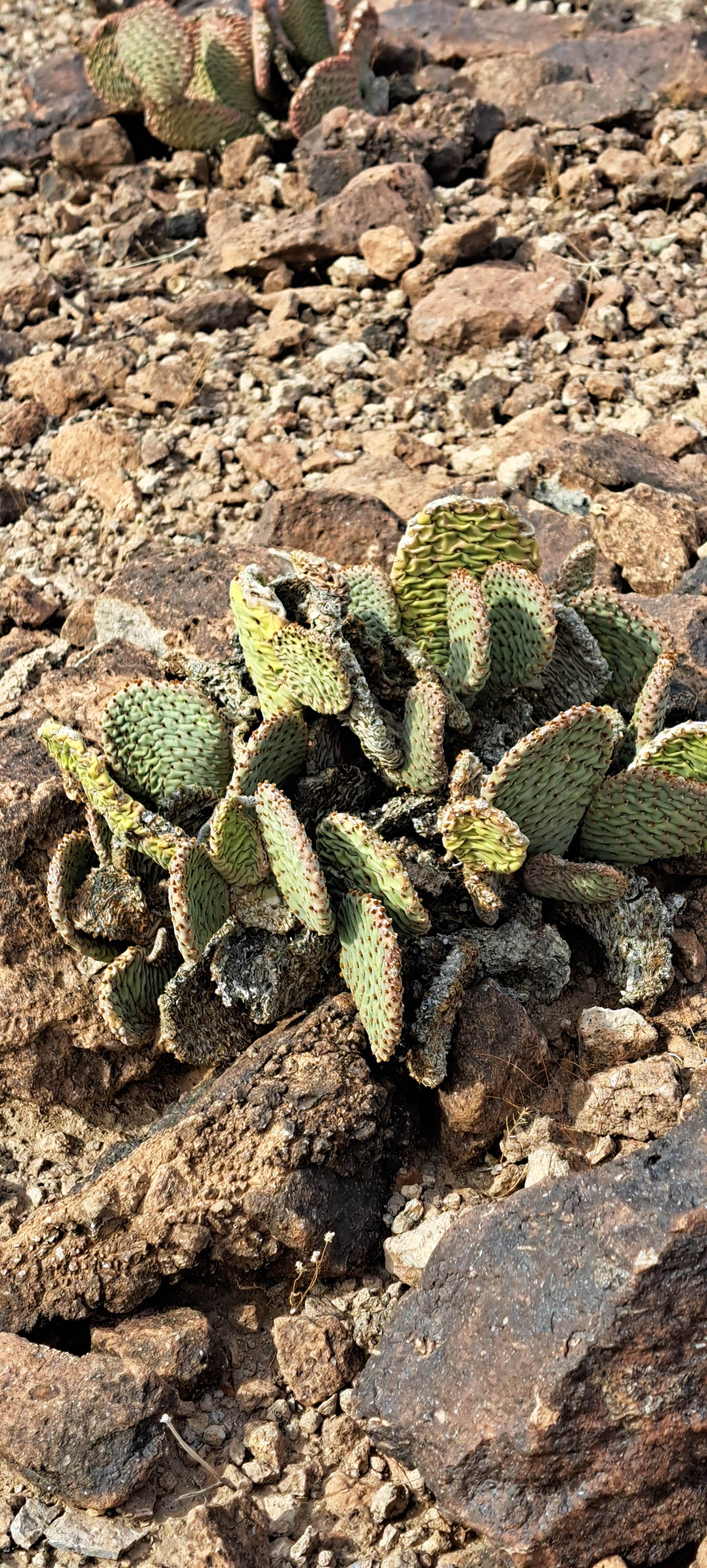 Camper-submitted photo at Blankenship Wash Dispersed near Lake Havasu City, AZ