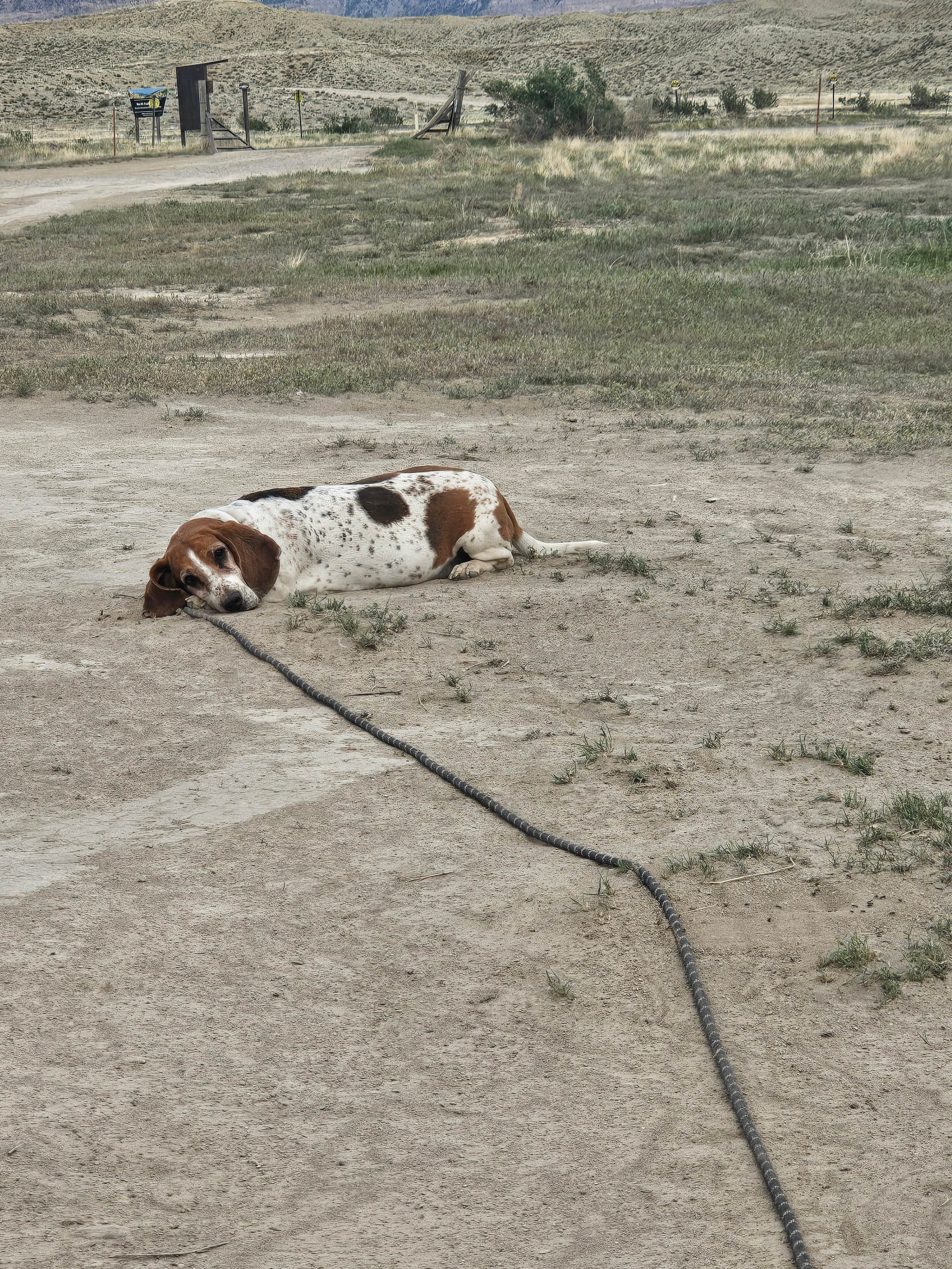 Dominica T.'s photo of camping with pets at BLM #174 Road Dispersed Camping near Grand Junction, CO