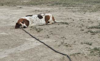 Dominica T.'s photo of camping with pets at BLM #174 Road Dispersed Camping near Clifton, CO