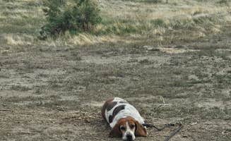 Dominica T.'s photo of camping with pets at BLM #174 Road Dispersed Camping near Fruita, CO