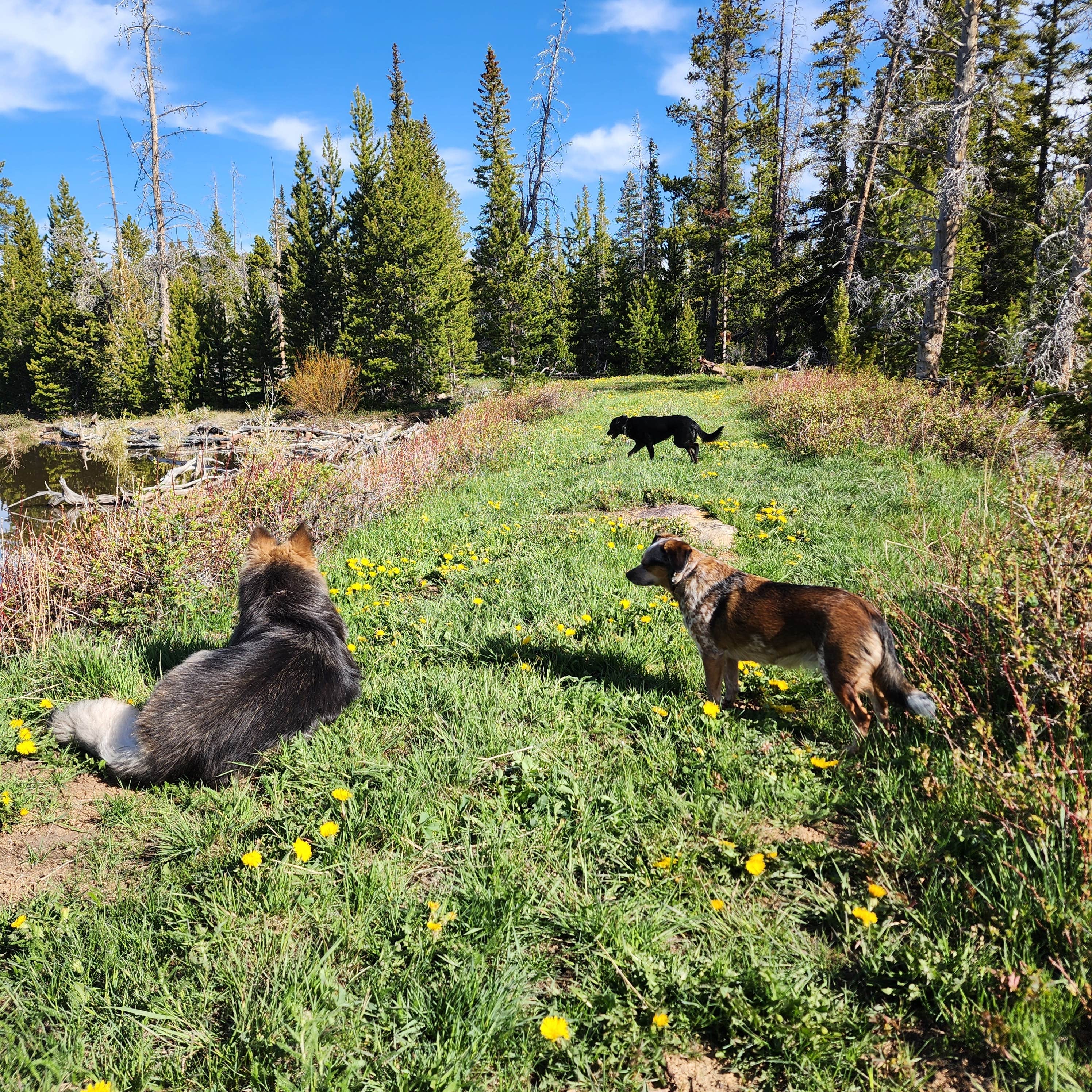 Jozey B.'s photo of camping with pets at BLM above Dubois near Dubois, WY