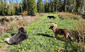 Jozey B.'s photo of camping with pets at BLM above Dubois near Cora, WY