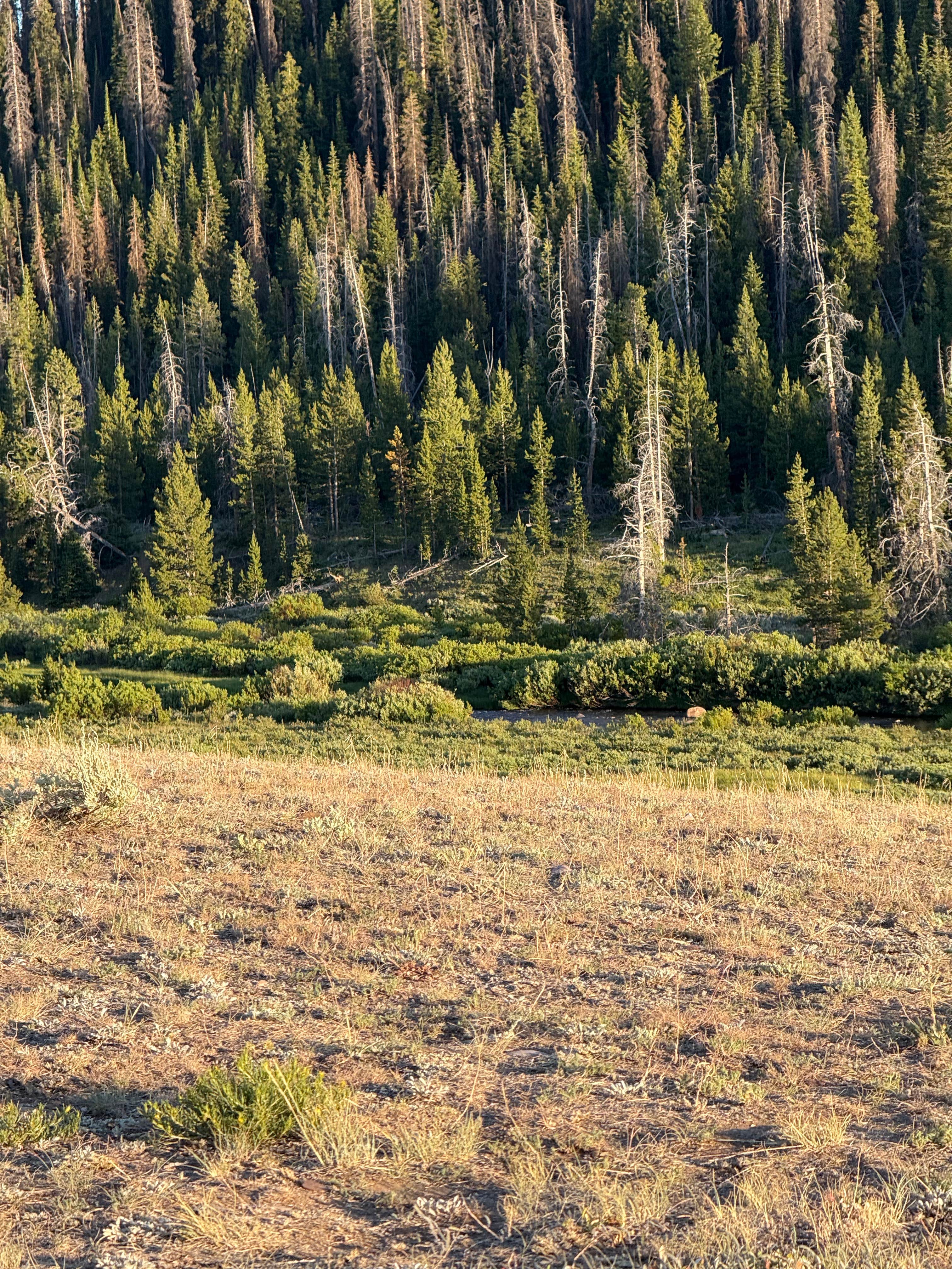 Camper-submitted photo at BLM above Dubois near Dubois, WY